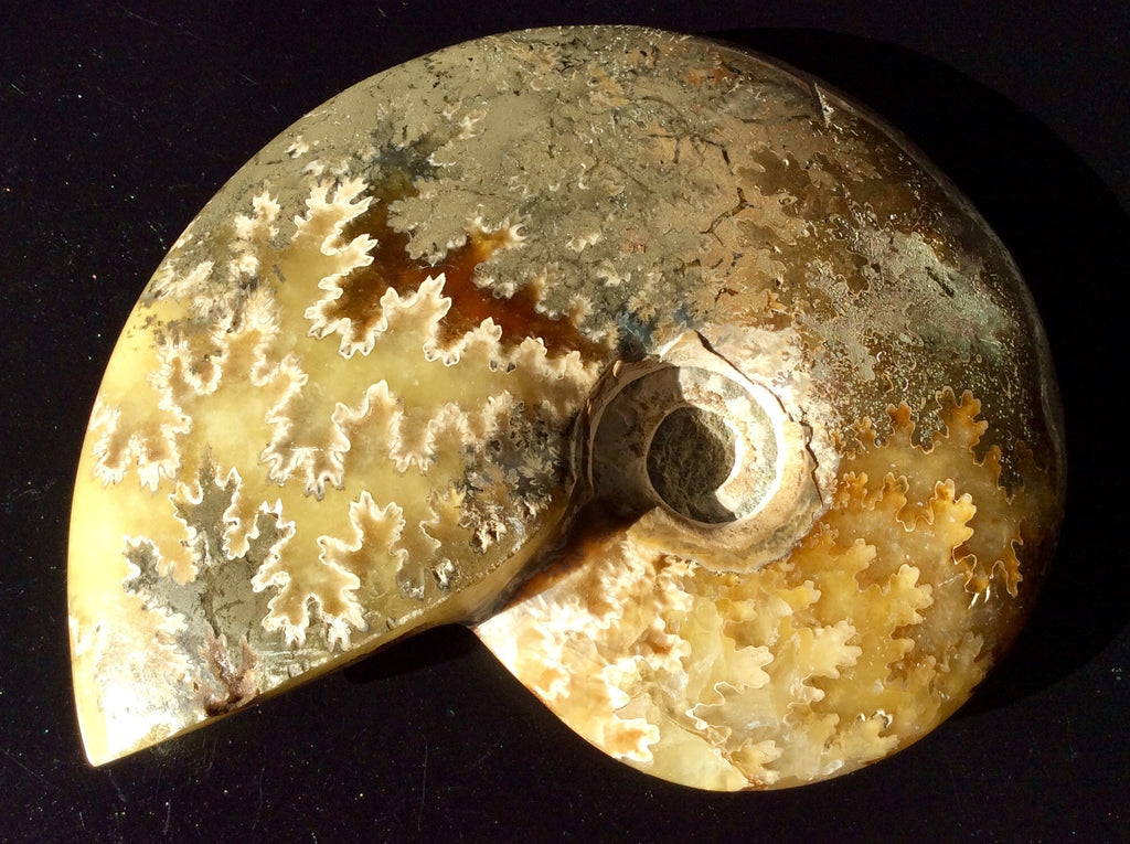 321g Madagascan Ammonite Fossil C