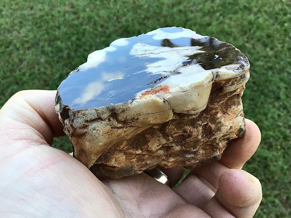 311g Polished Western Australian Peanut Wood Slice 12A