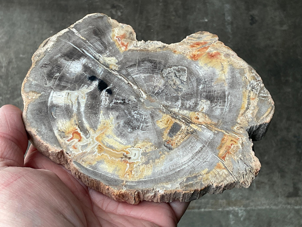 452g Indonesian Petrified Wood Polished Slab 2B