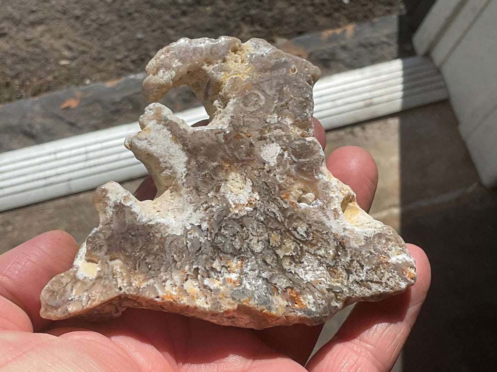 138g Fossilized/Agatised Coral Slab 2B