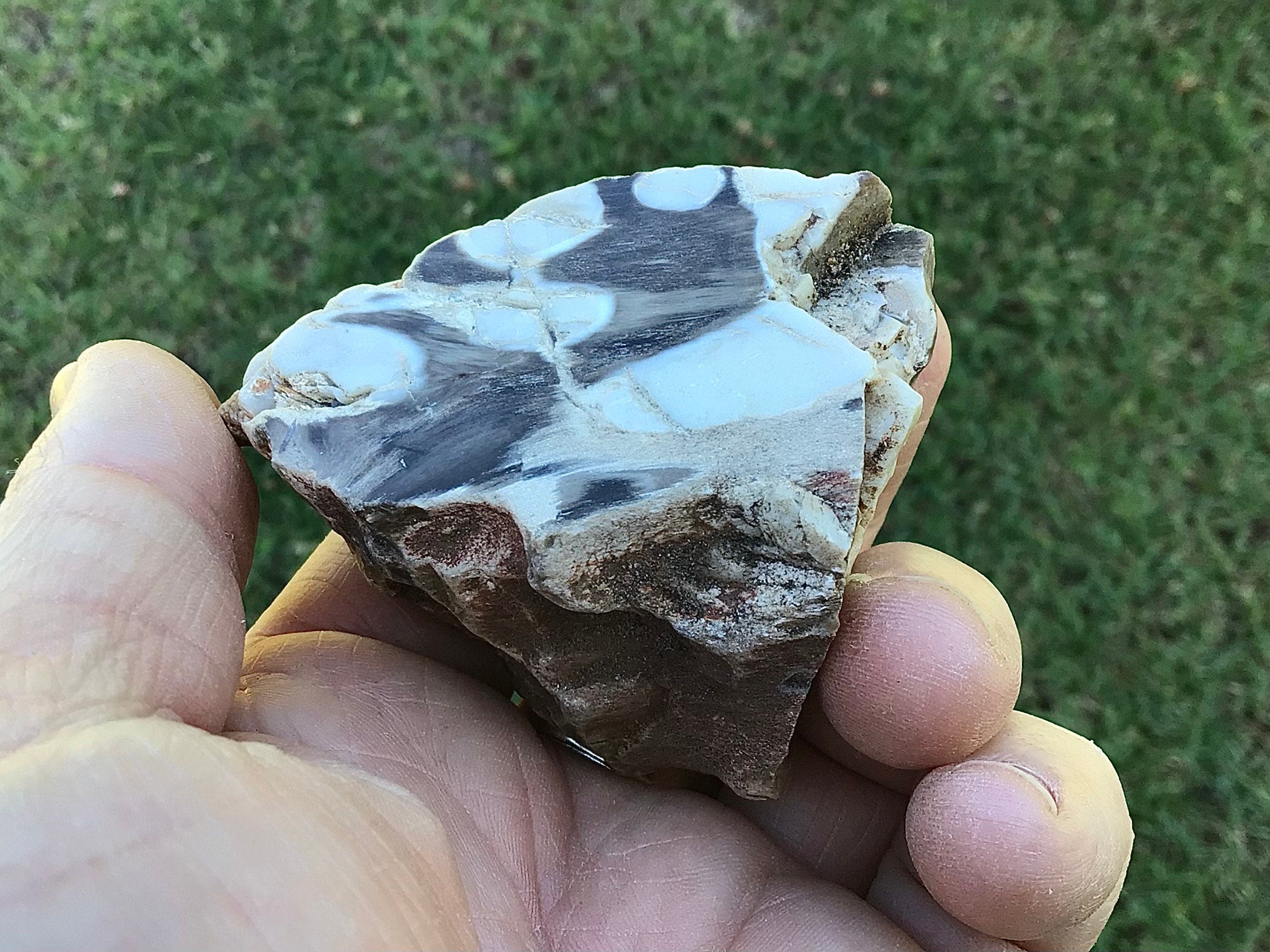 115g Polished Western Australian Peanut Wood Slice 7A