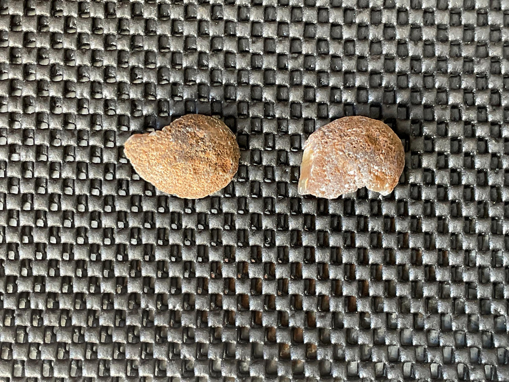22g Small Polished Brazilian Agate Pair C