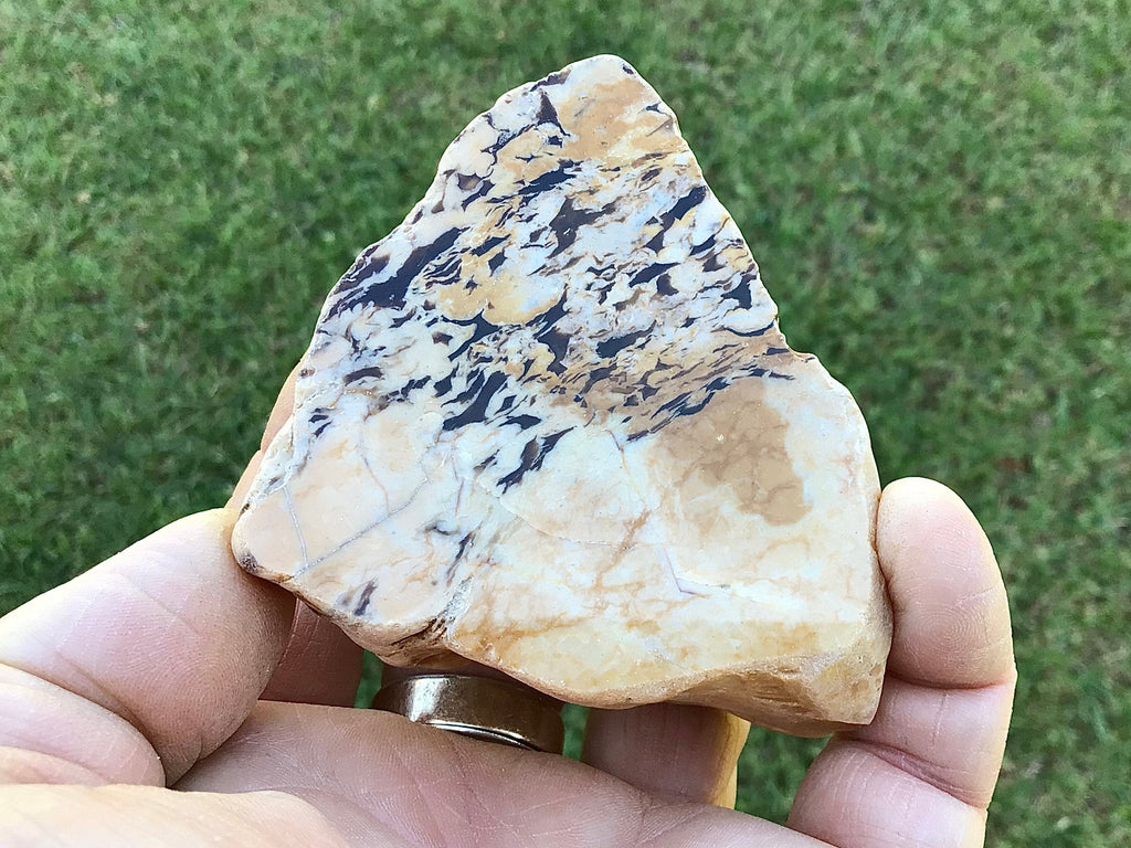 170g Polished Western Australian Peanut Wood Slice 9D