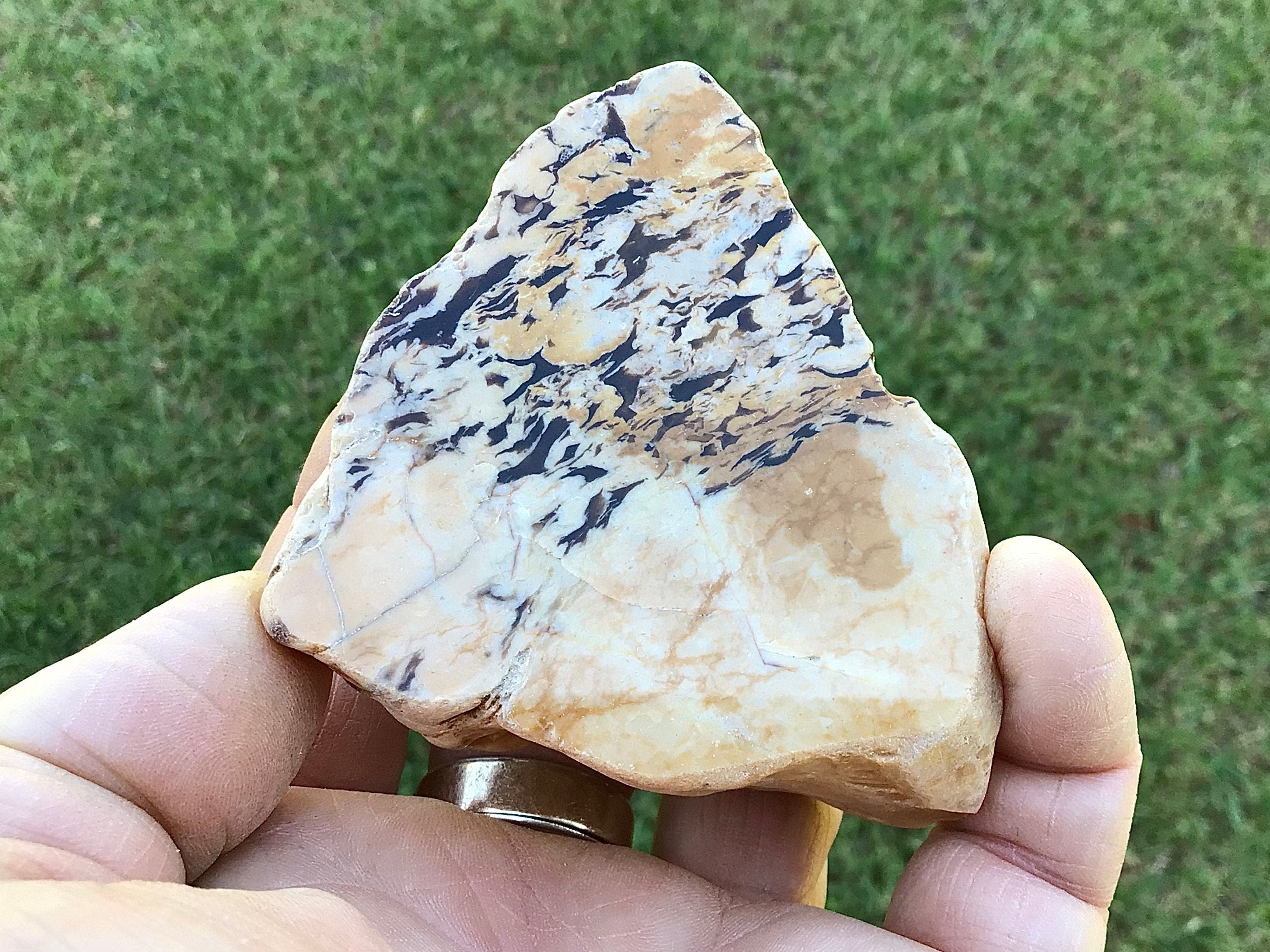170g Polished Western Australian Peanut Wood Slice 9D