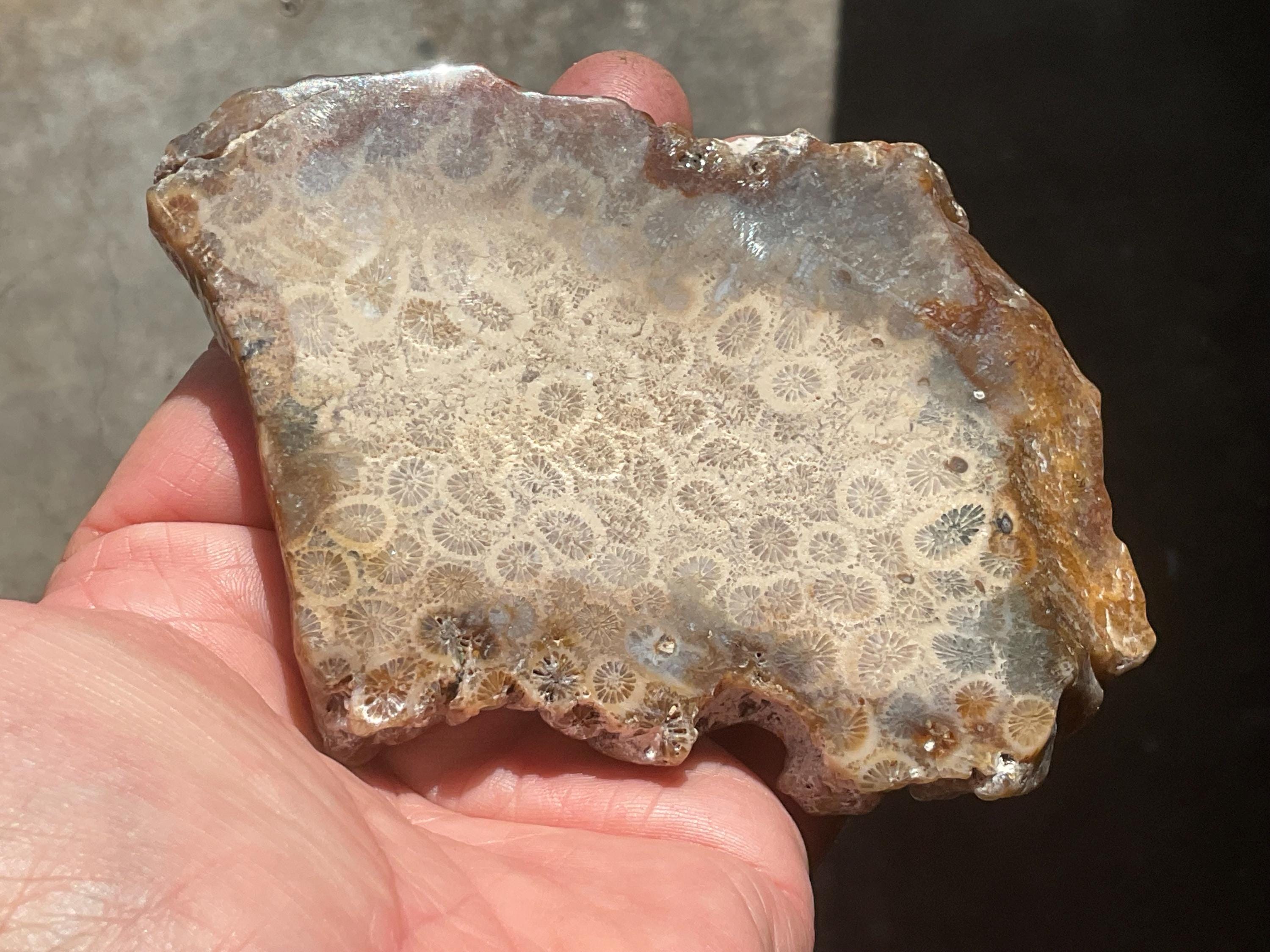 160g Fossilized/Agatised Coral Slab 2A