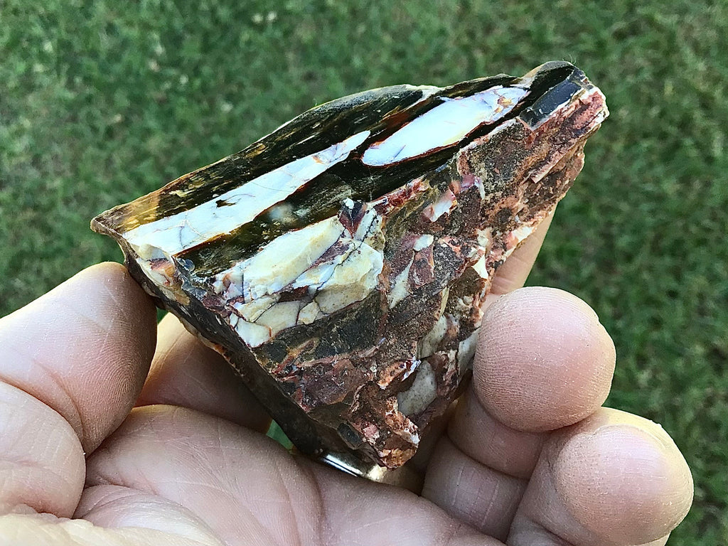 126g Polished Western Australian Peanut Wood Slice 7C