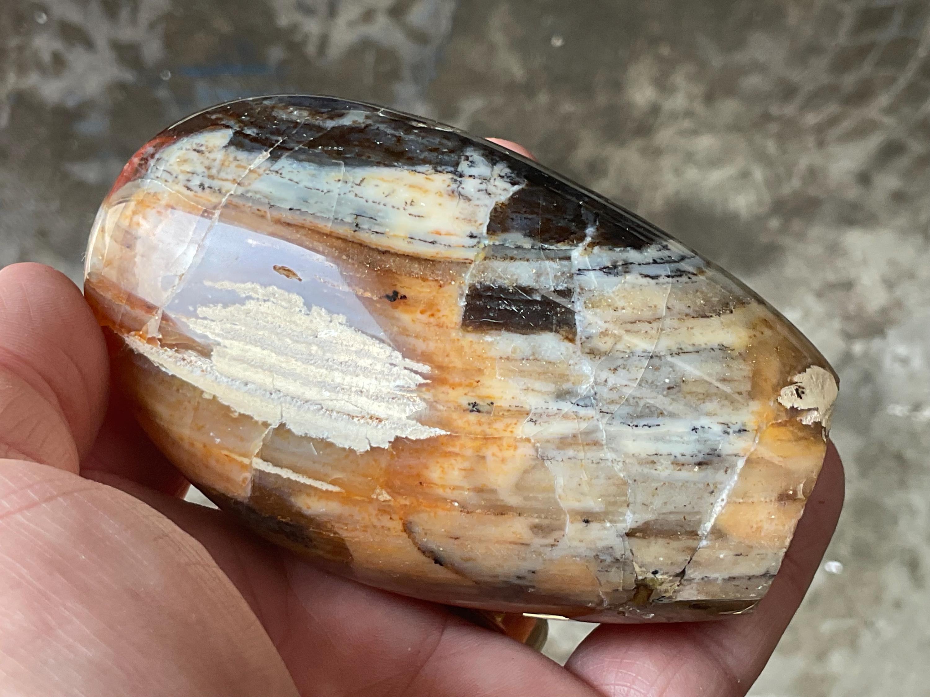 252g Petrified Wood Freeform A from Madagascar