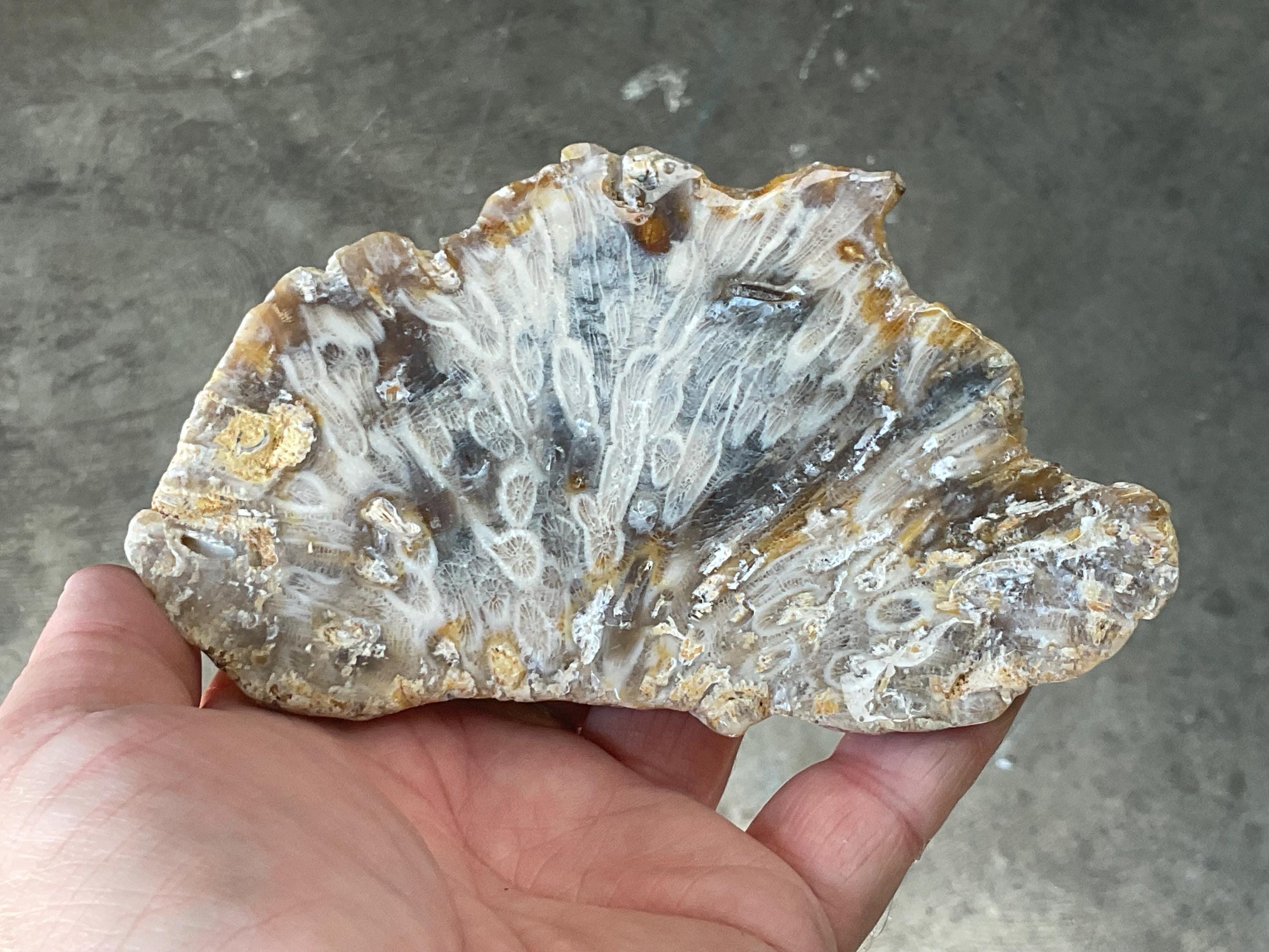 236g Fossilized/Agatised Coral Slab 3C