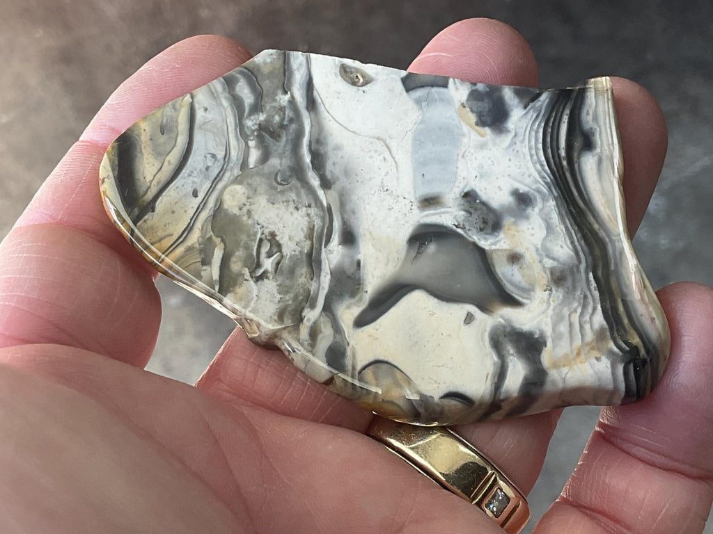 44g Polished Stromatolite Slice from Western Australia