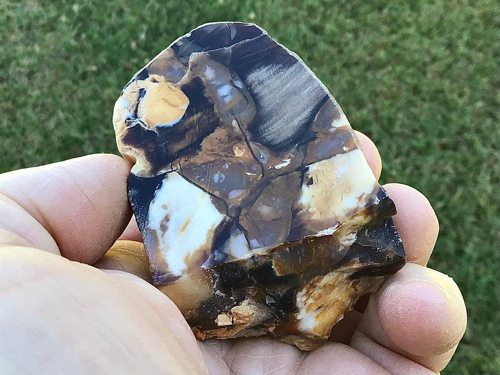 108g Polished Western Australian Peanut Wood Slice 6A