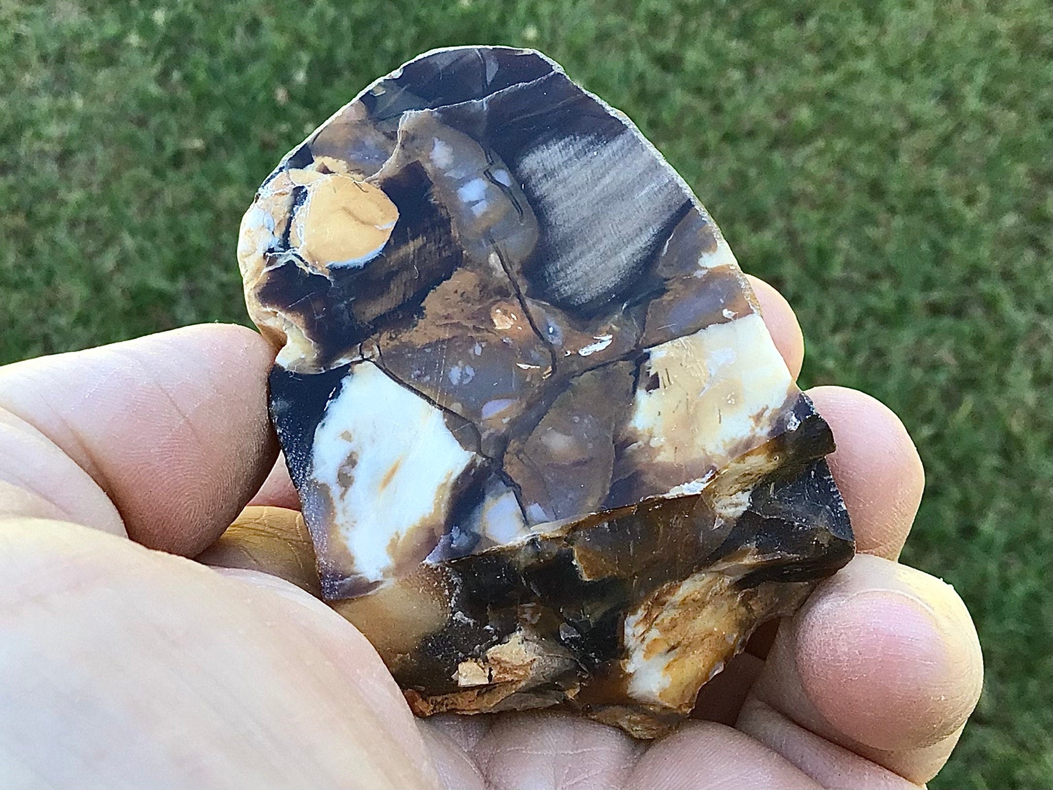 108g Polished Western Australian Peanut Wood Slice 6A