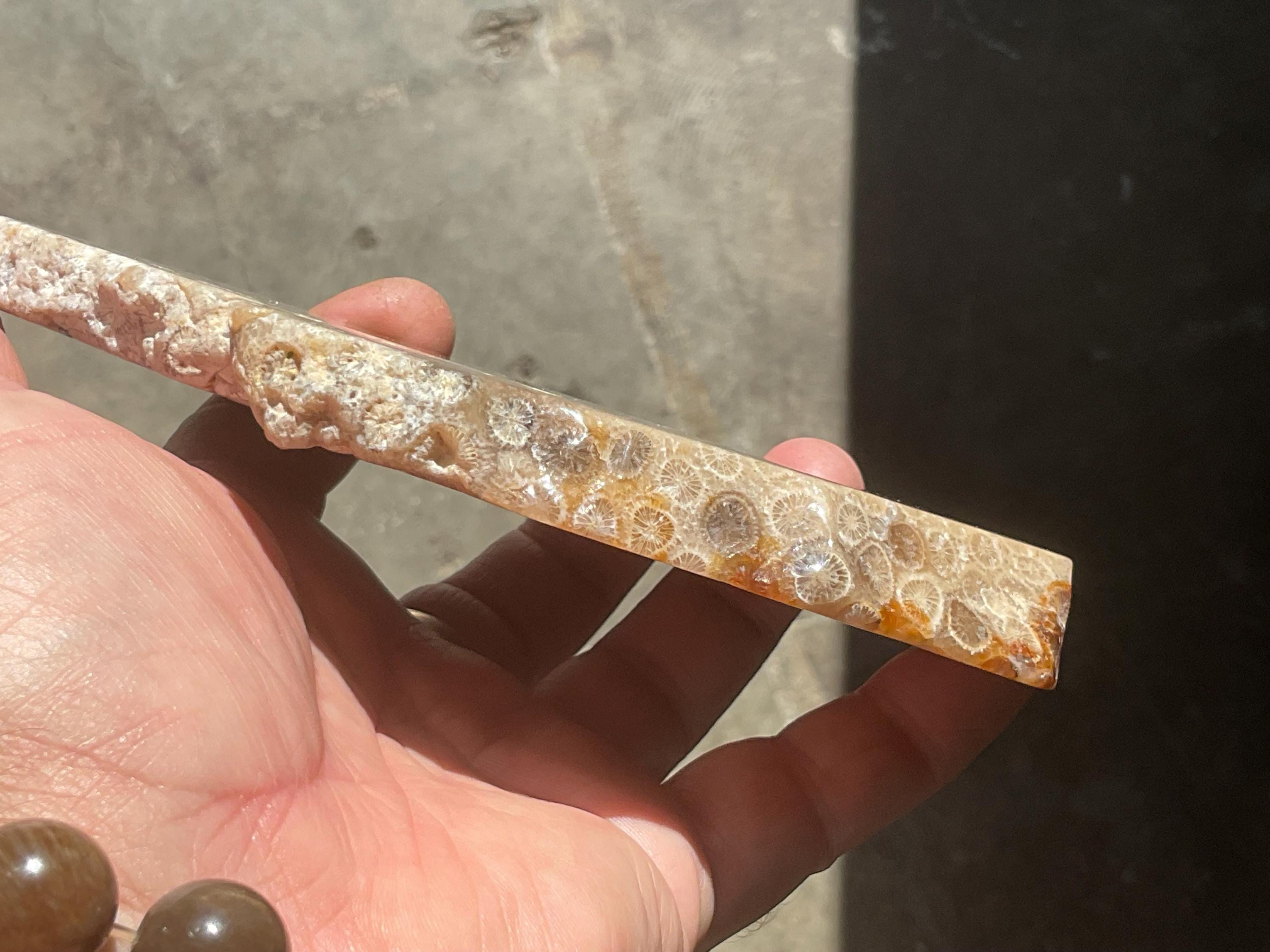 298g Fossilized/Agatised Coral Slab 4C
