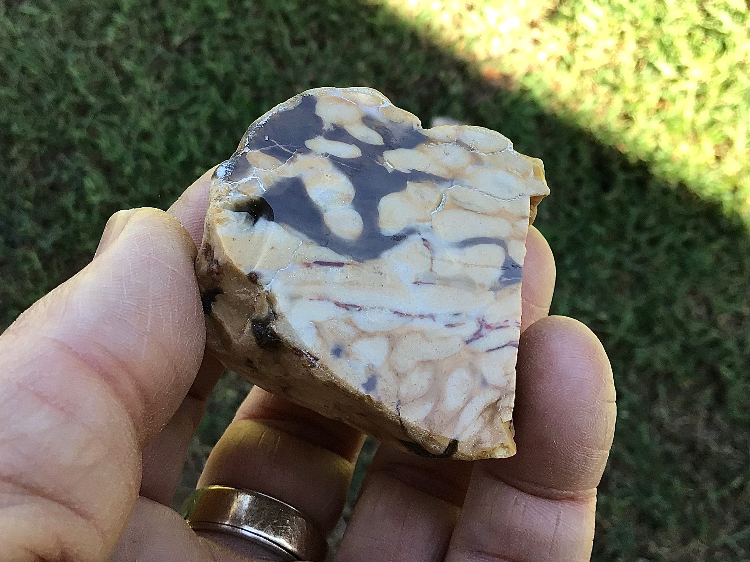 77g Polished Western Australian Peanut Wood Slice 2E