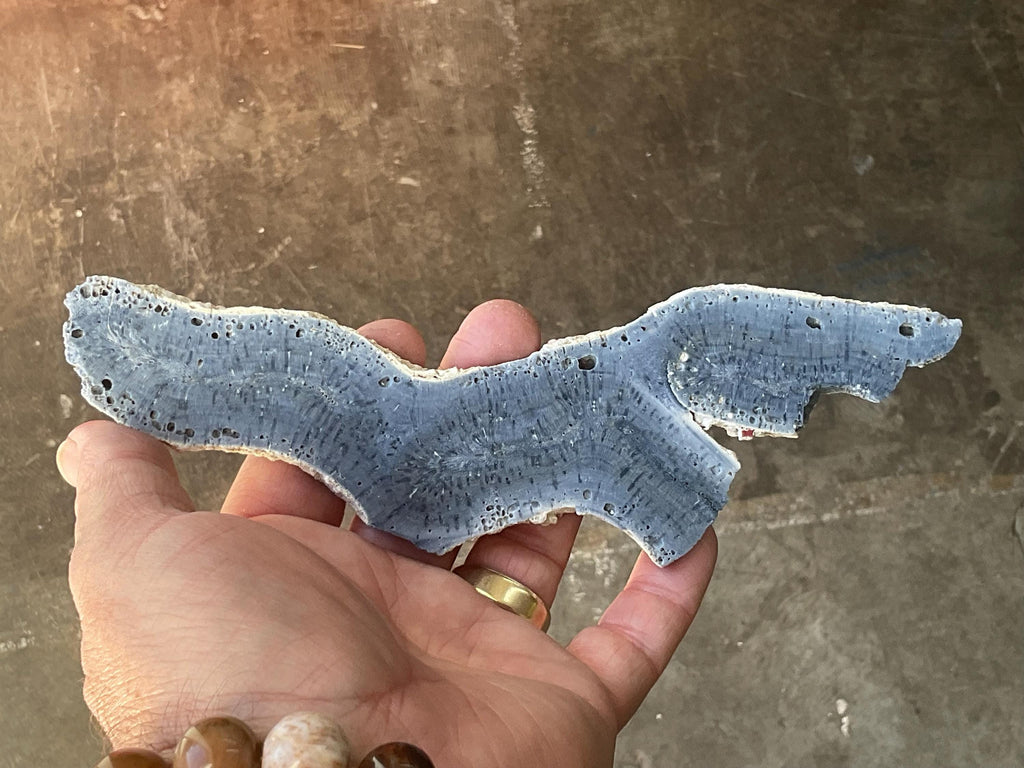110g Natural Blue Coral Fossil Slab 4C
