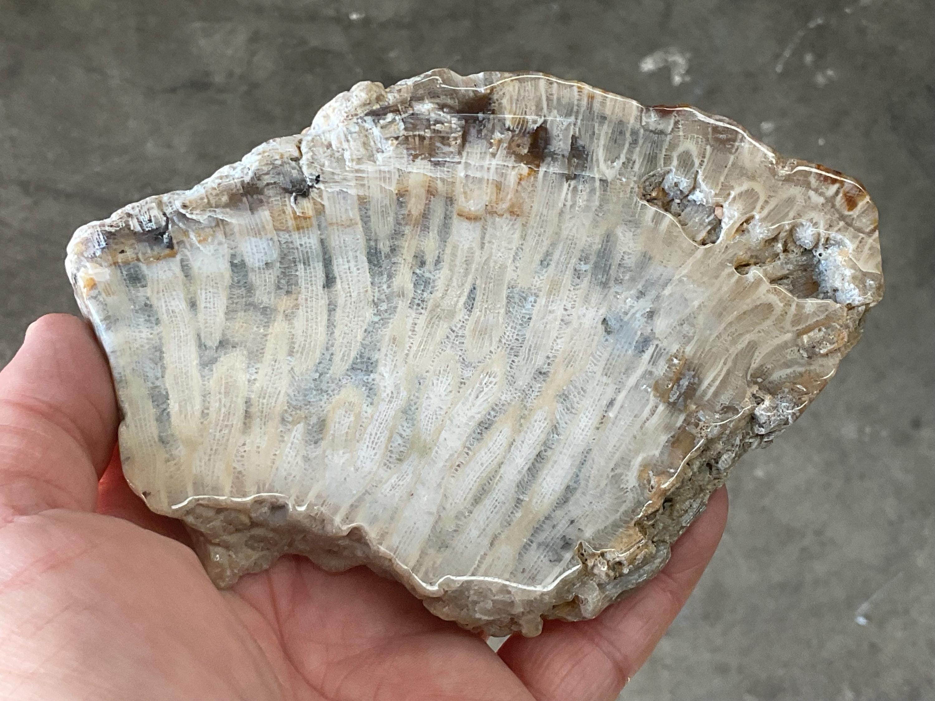 298g Fossilized/Agatised Coral Slab 4C