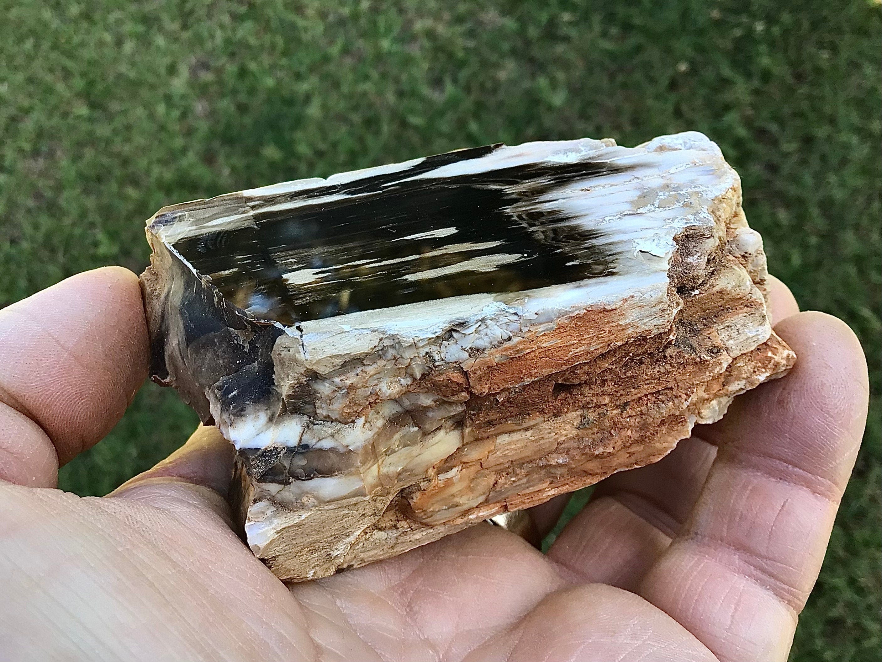 192g Polished Western Australian Peanut Wood Slice 10E