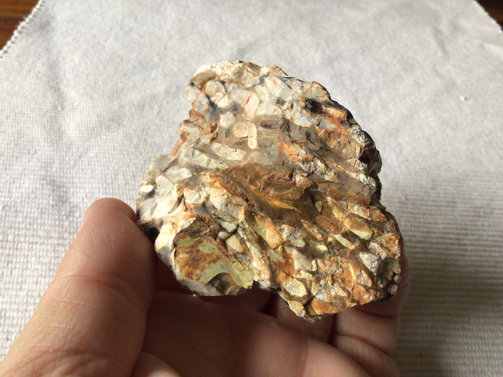 167g Western Australian Peanut Wood Rough Piece 7B