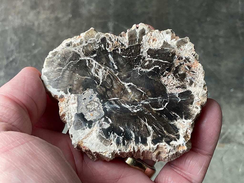 124g Indonesian Petrified Wood Polished Slab 1A