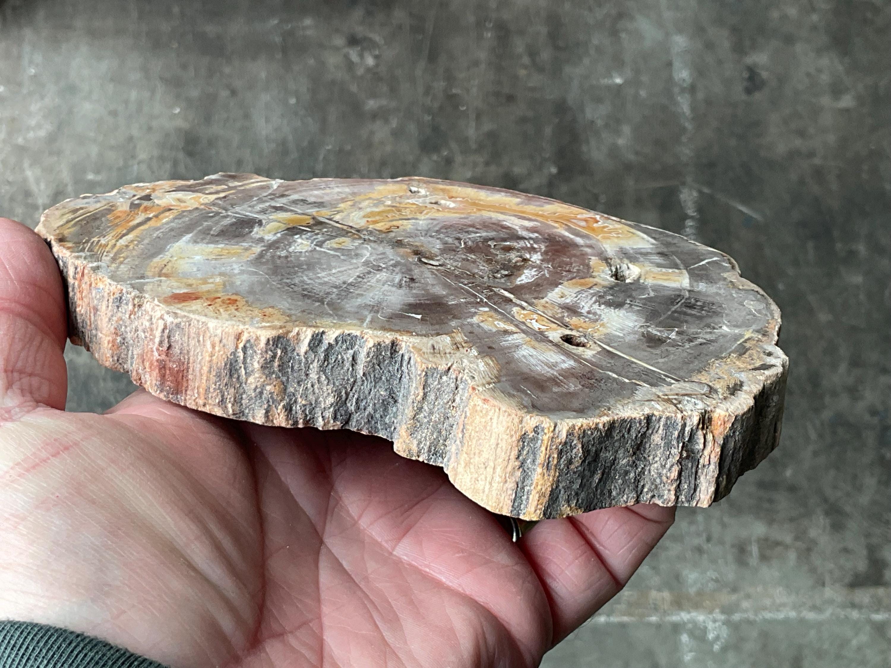 476g Indonesian Petrified Wood Polished Slab 2C