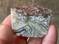 42g Mexican Crazy Lace Agate Freeform 16B