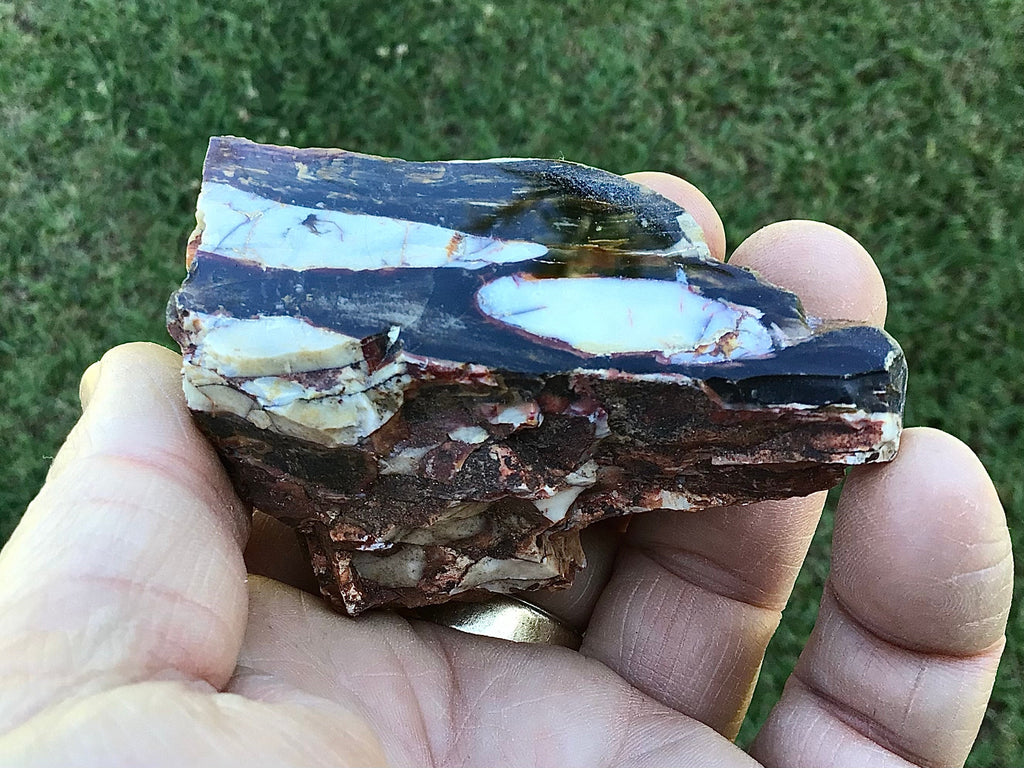 126g Polished Western Australian Peanut Wood Slice 7C