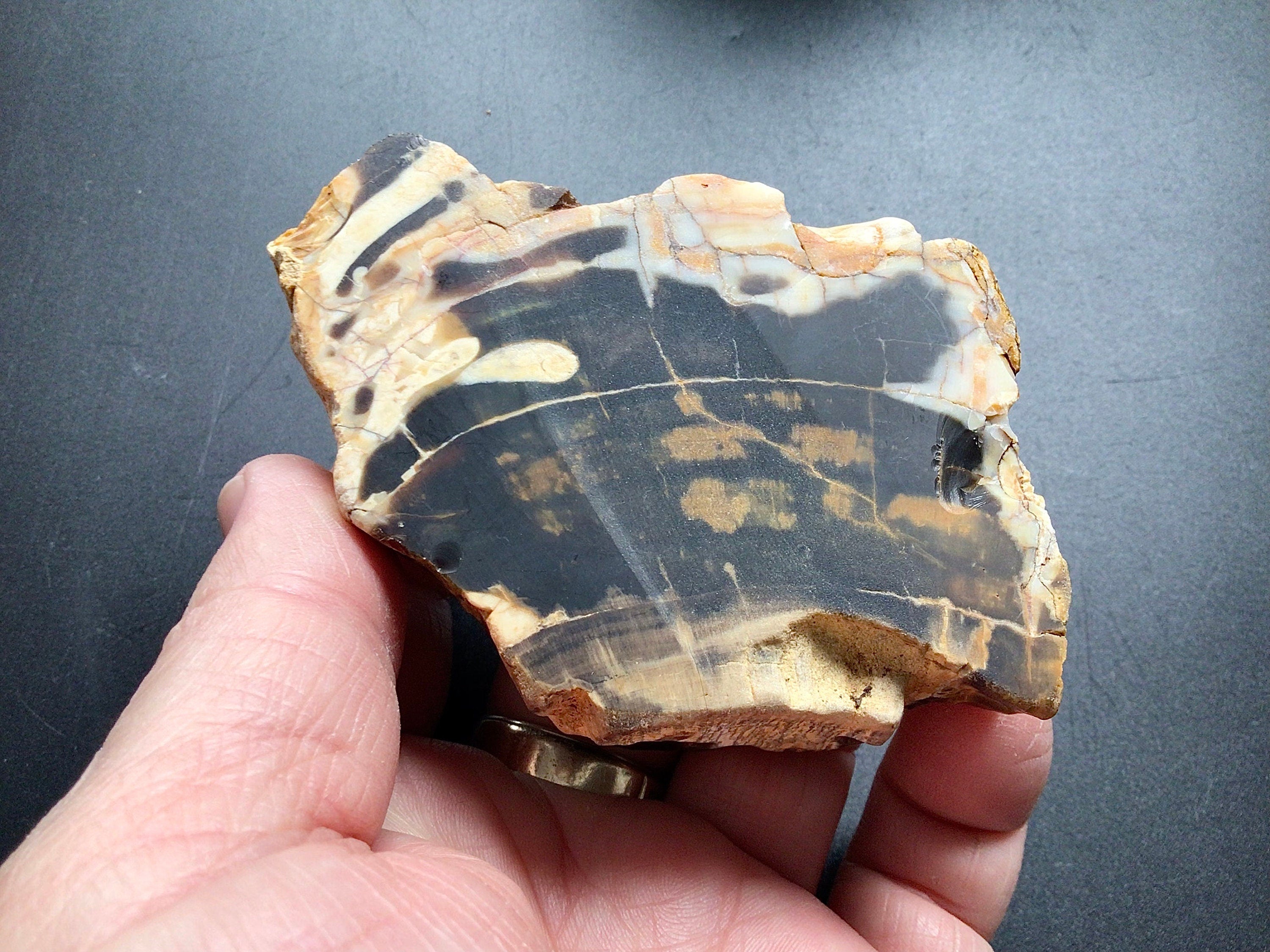 171g Sliced Western Australian Peanut Wood 10C
