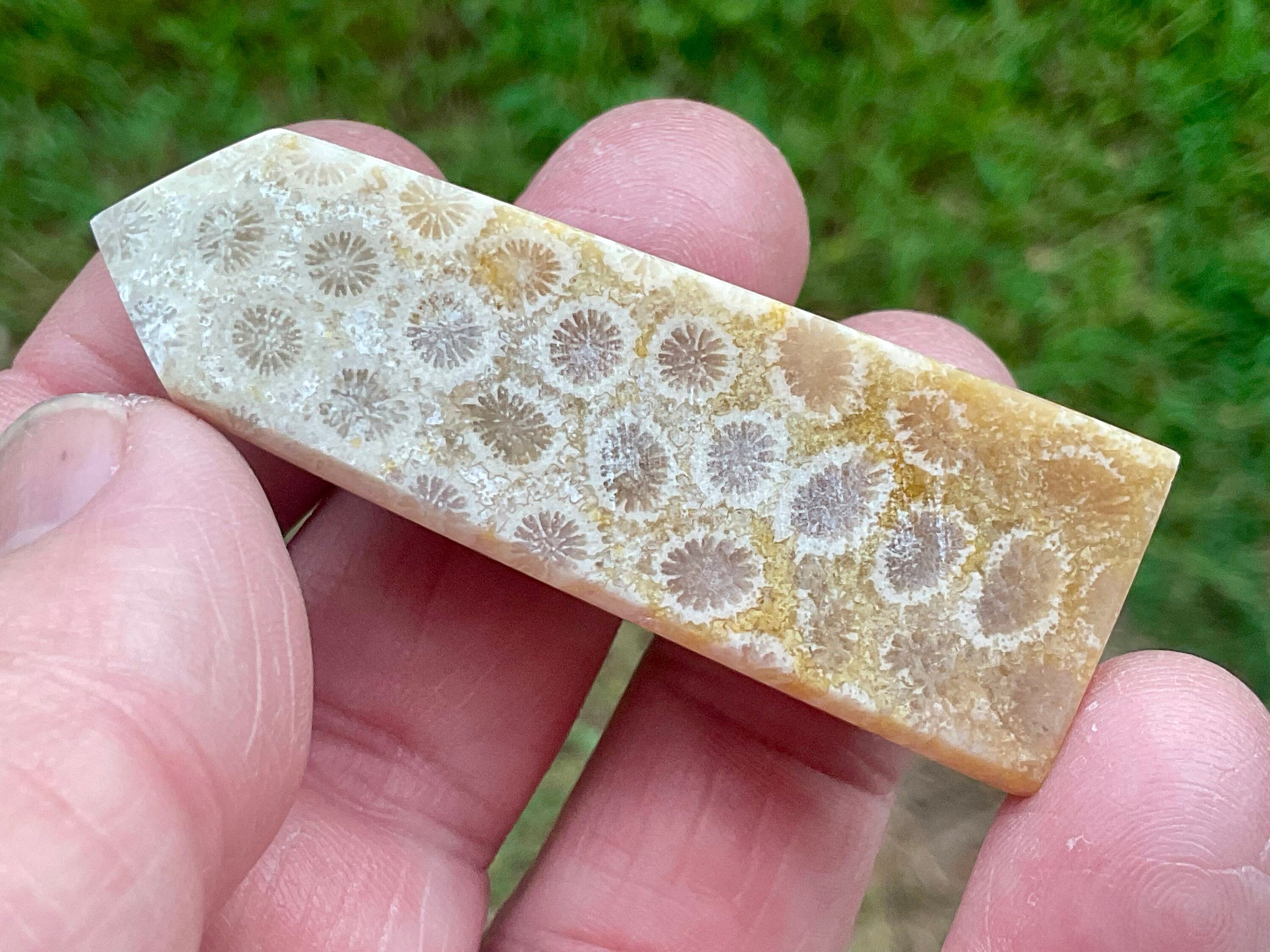 35g Fossilised Coral Generator 3B