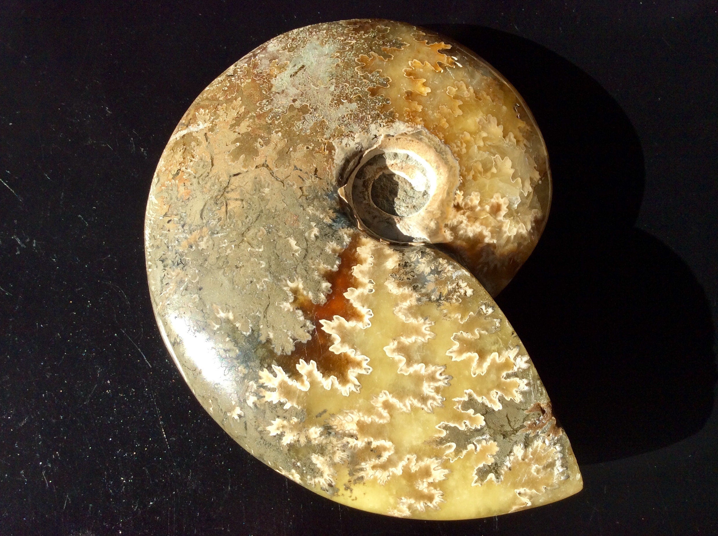 321g Madagascan Ammonite Fossil C