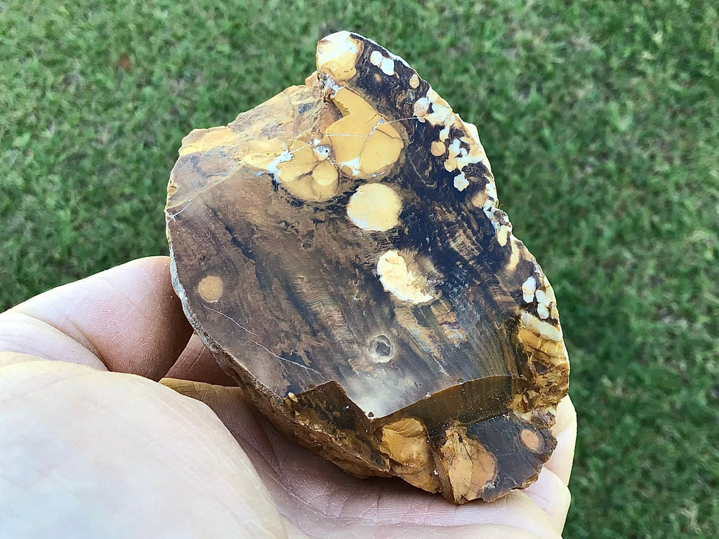 199g Polished Western Australian Peanut Wood Slice 10D