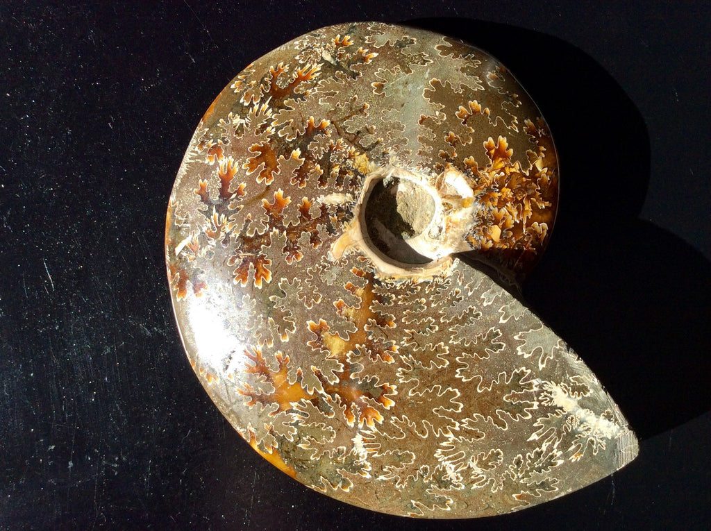 382g Madagascan Ammonite Fossil F