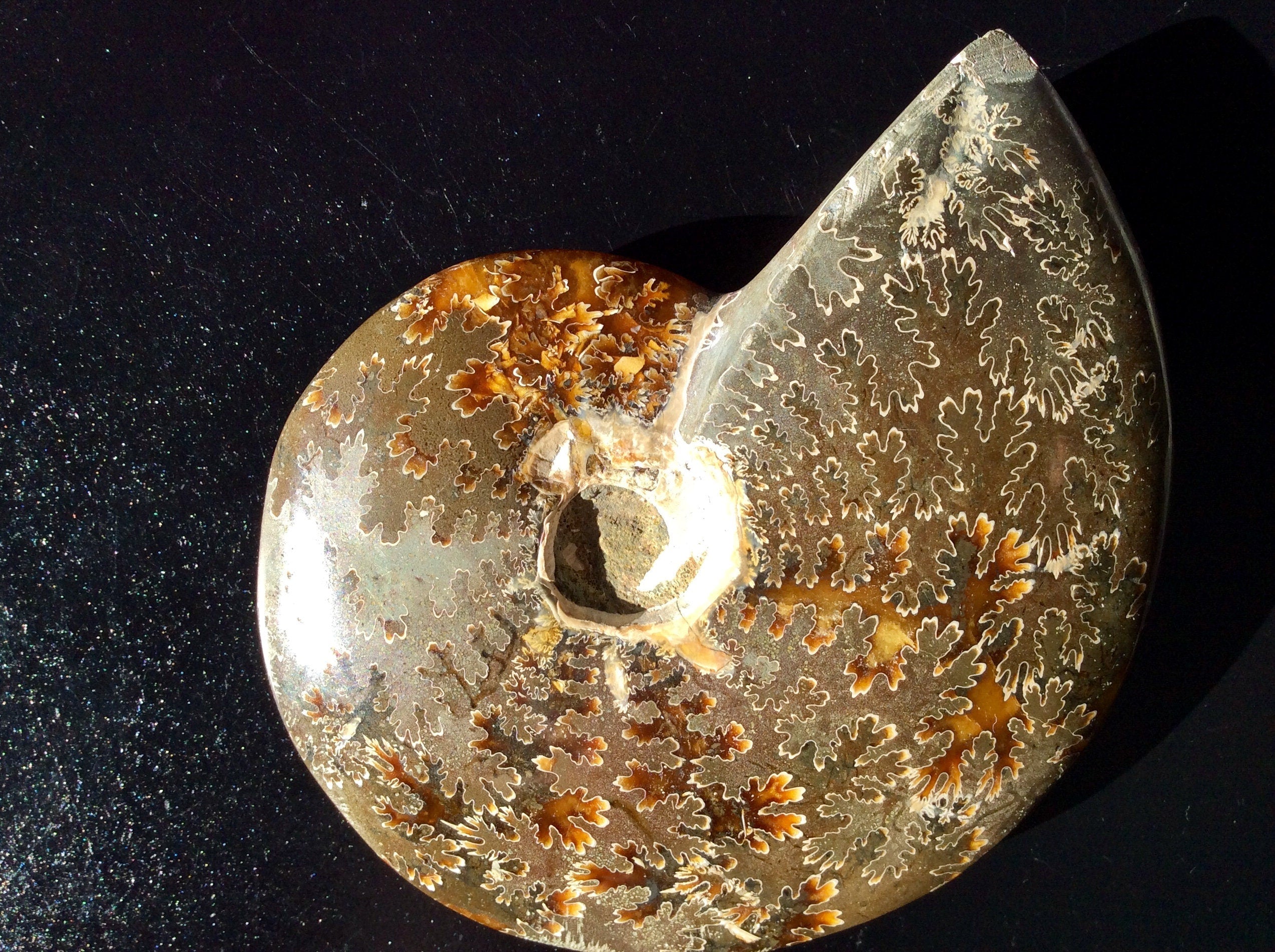 382g Madagascan Ammonite Fossil F