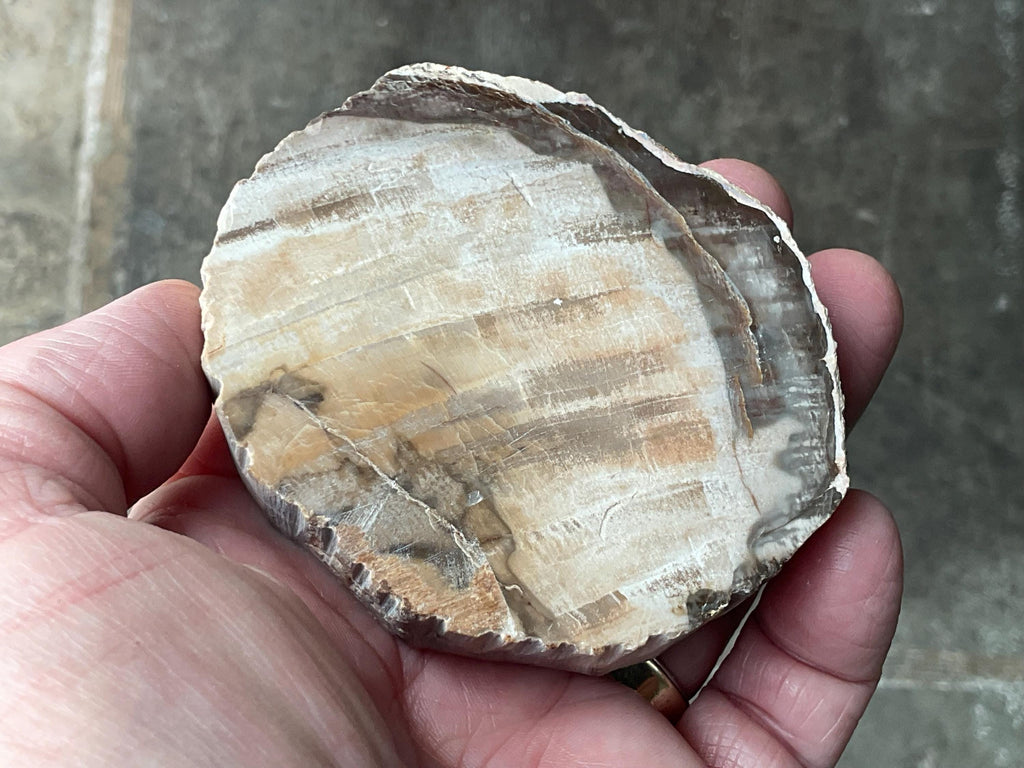 192g Indonesian Petrified Wood Polished Slab 1C