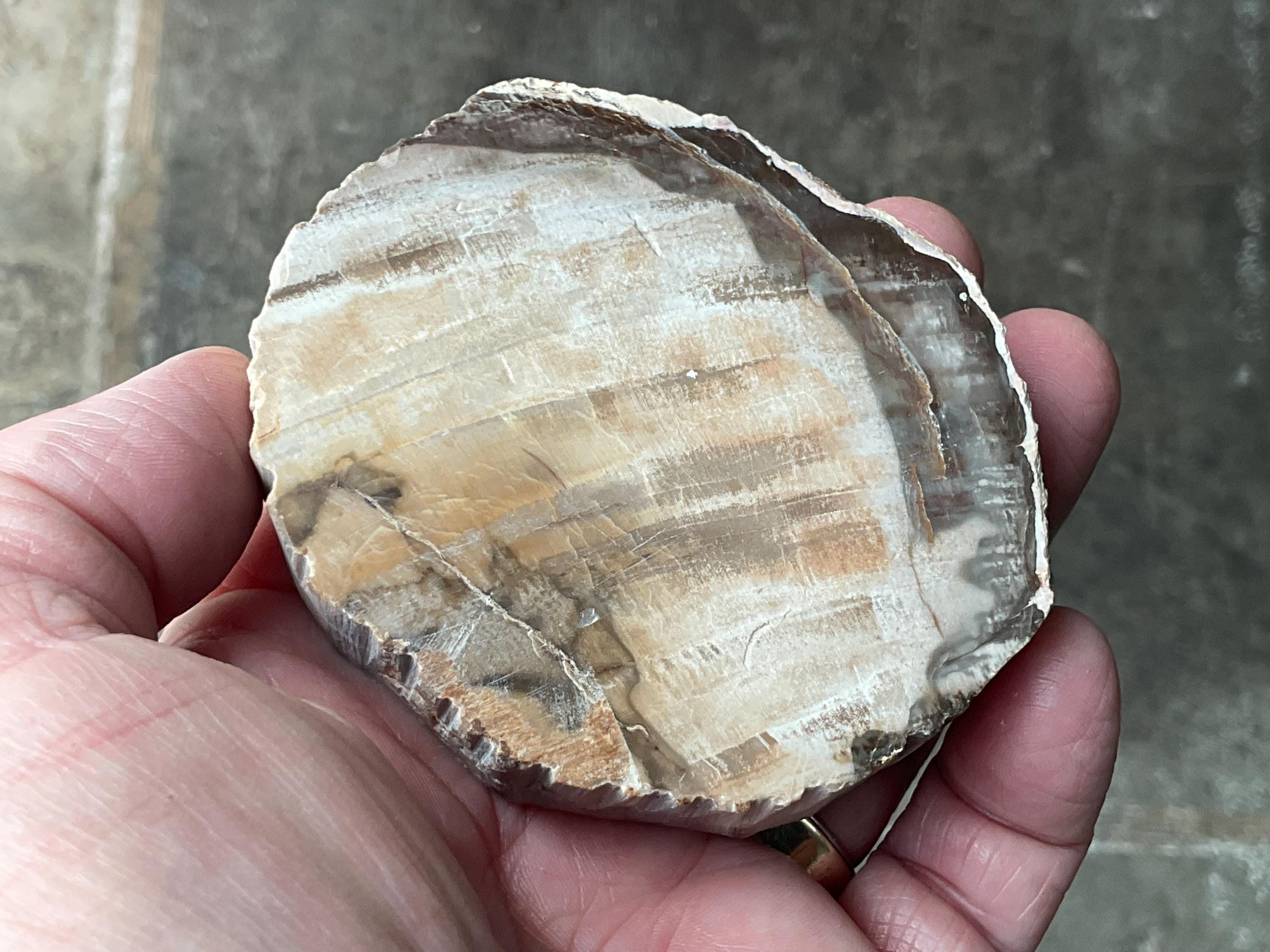 192g Indonesian Petrified Wood Polished Slab 1C