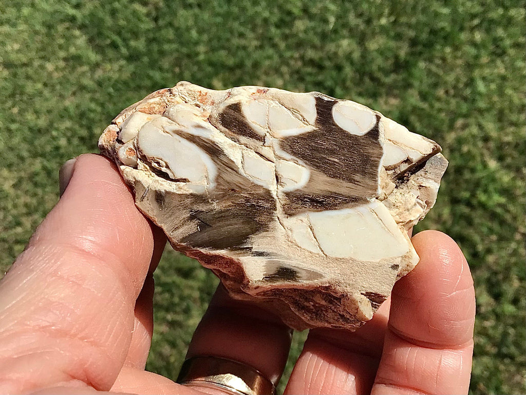 115g Polished Western Australian Peanut Wood Slice 7A