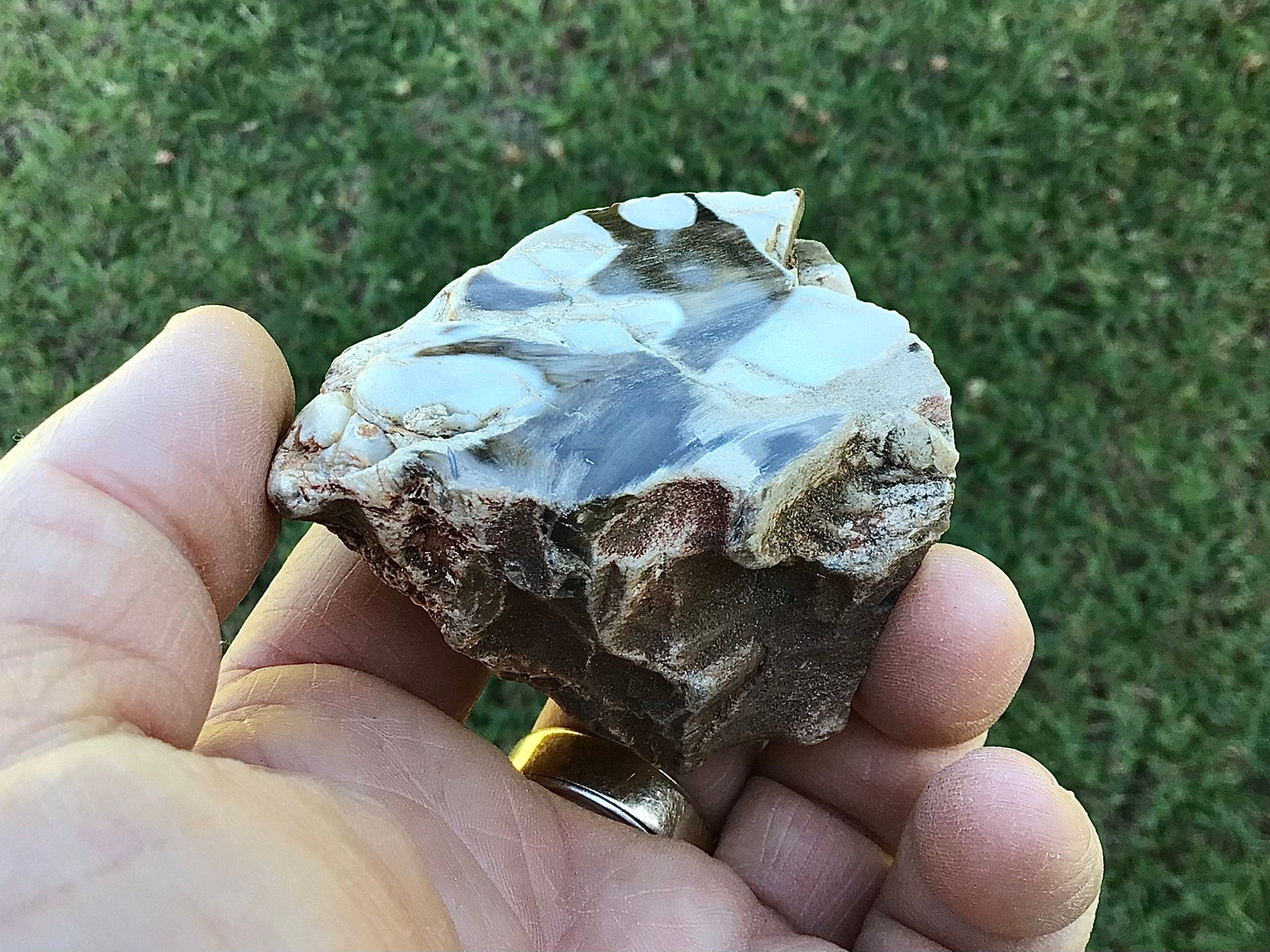115g Polished Western Australian Peanut Wood Slice 7A