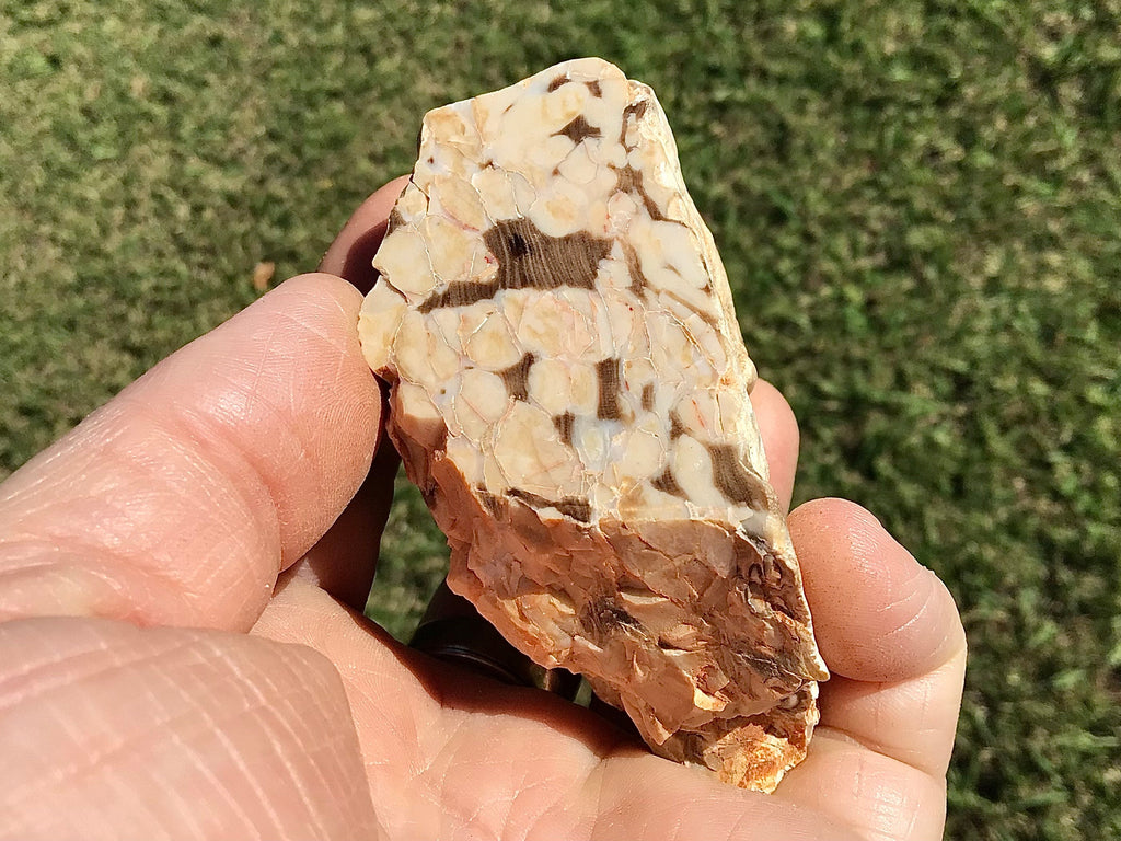 190g Polished Western Australian Peanut Wood Slice 10C