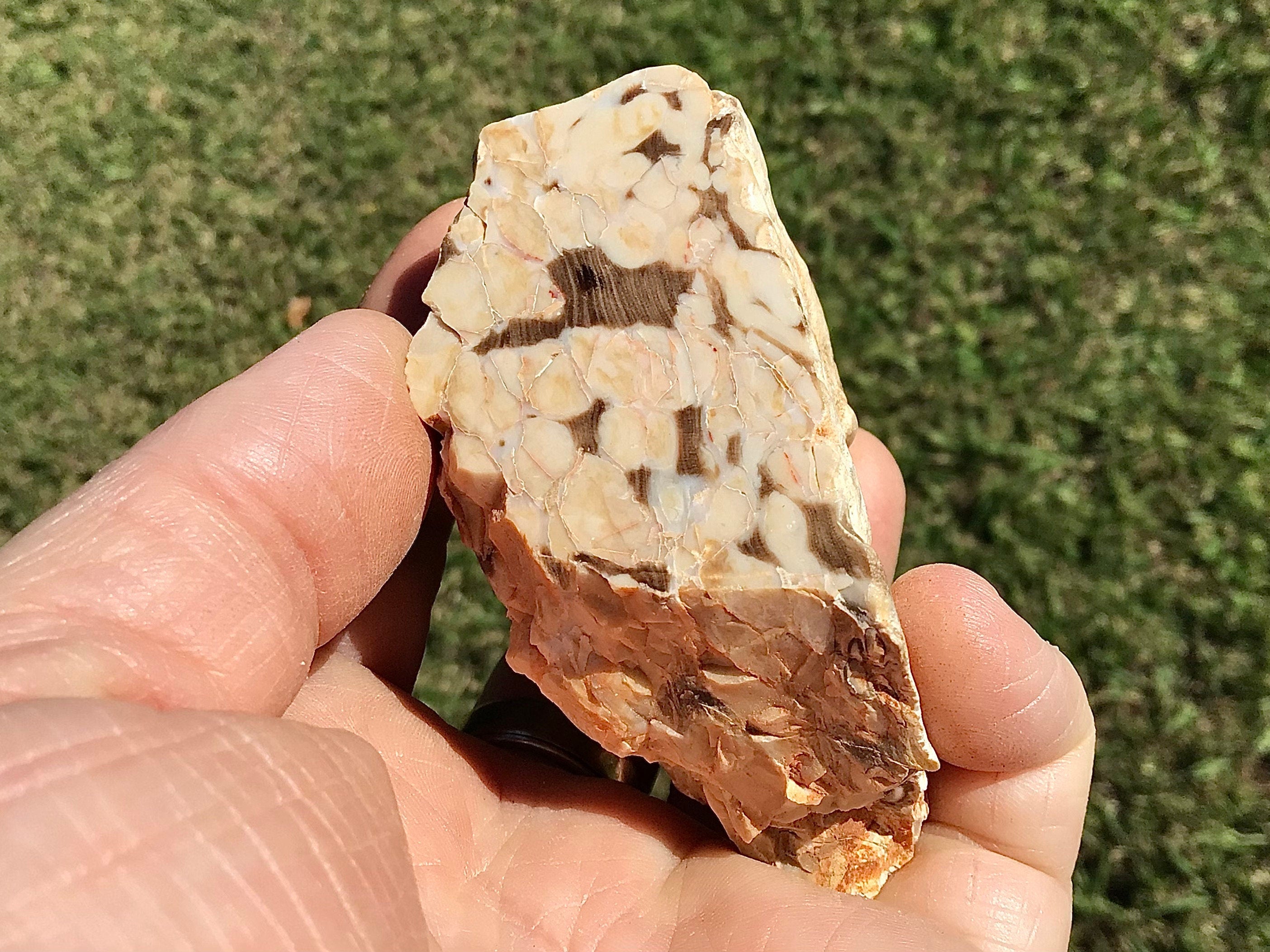 190g Polished Western Australian Peanut Wood Slice 10C