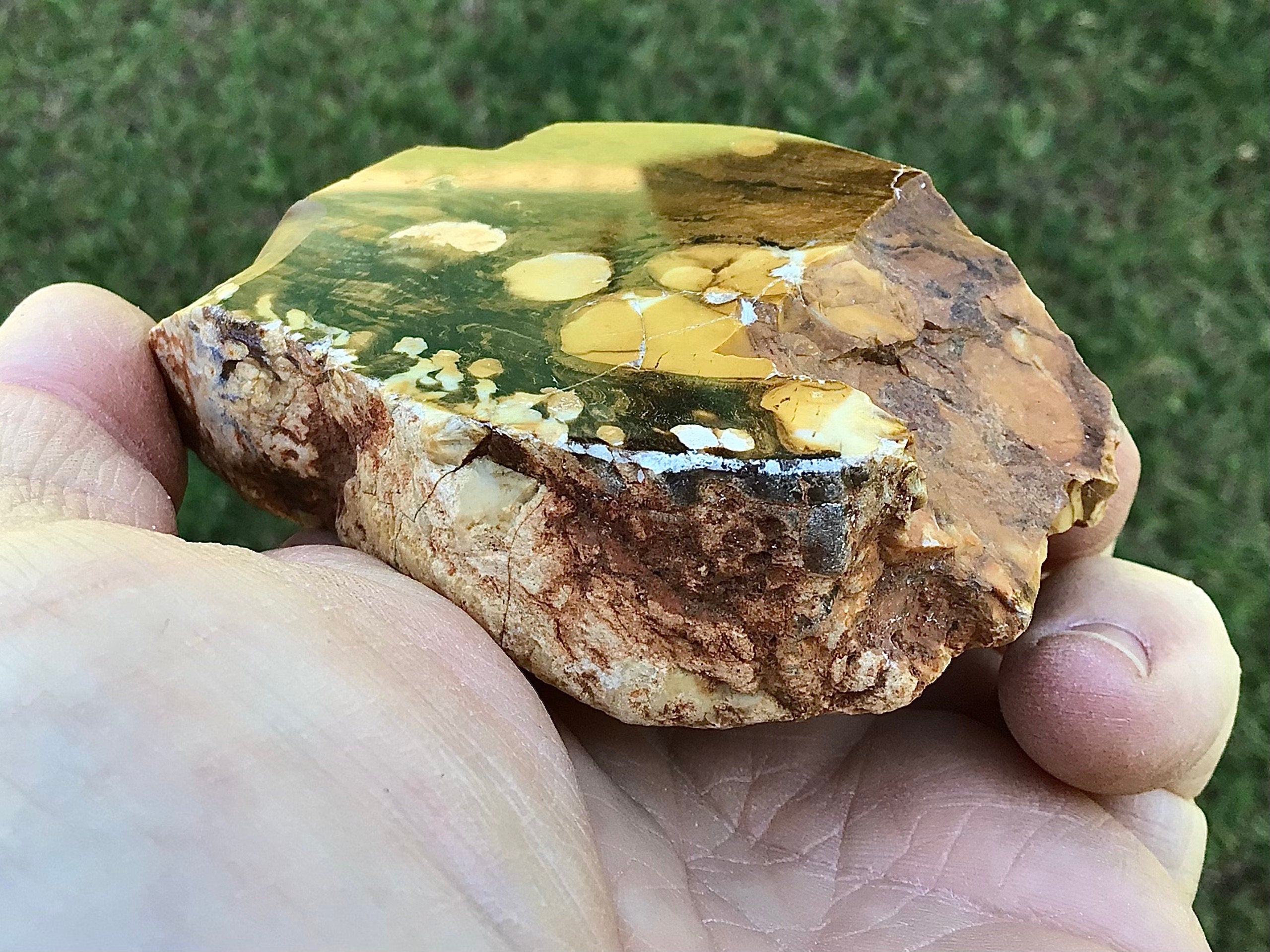 199g Polished Western Australian Peanut Wood Slice 10D