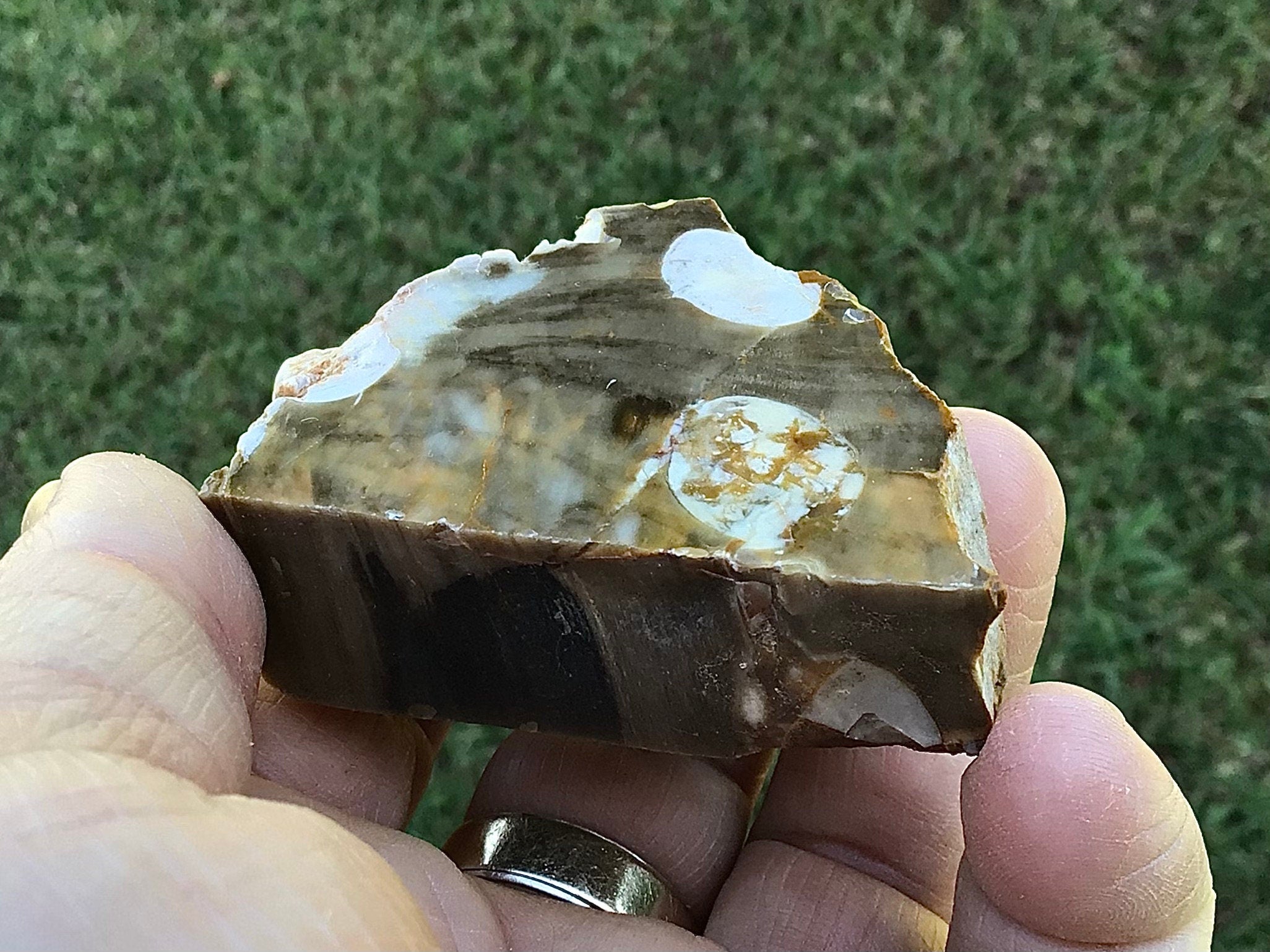 84g Polished Western Australian Peanut Wood Slice 4D