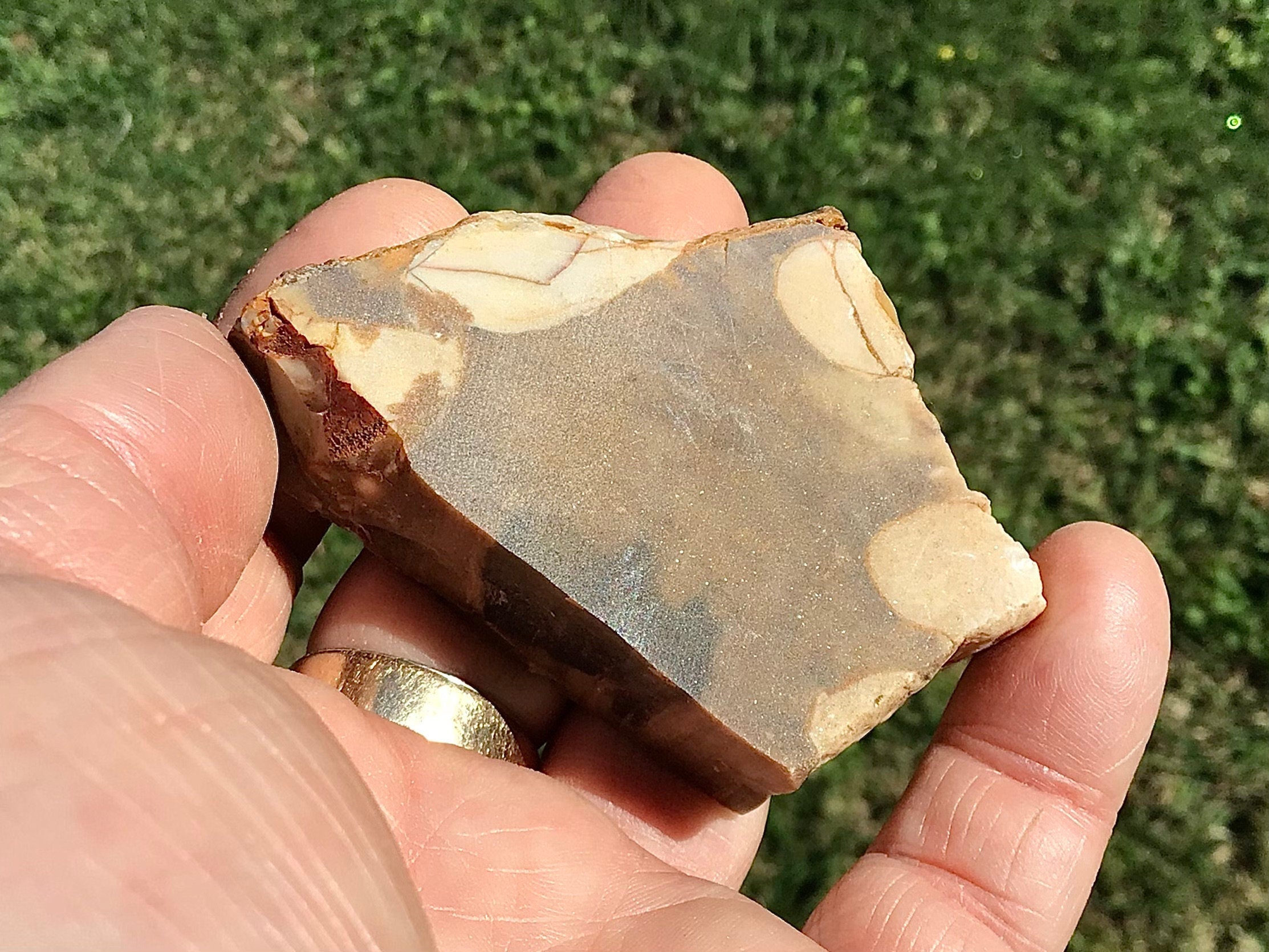84g Polished Western Australian Peanut Wood Slice 4D