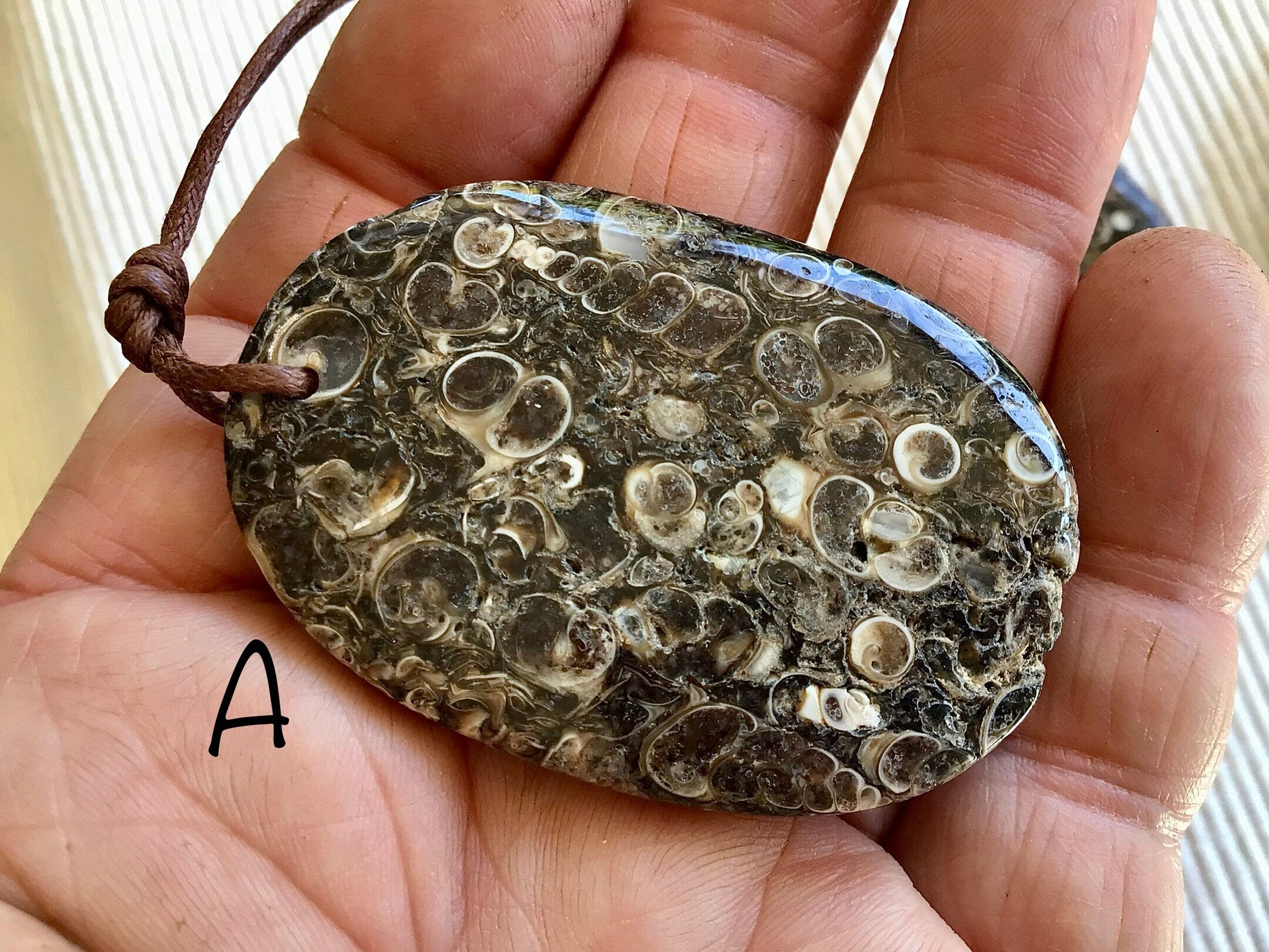 Large Turitella Agate Polished Pendant Group 2