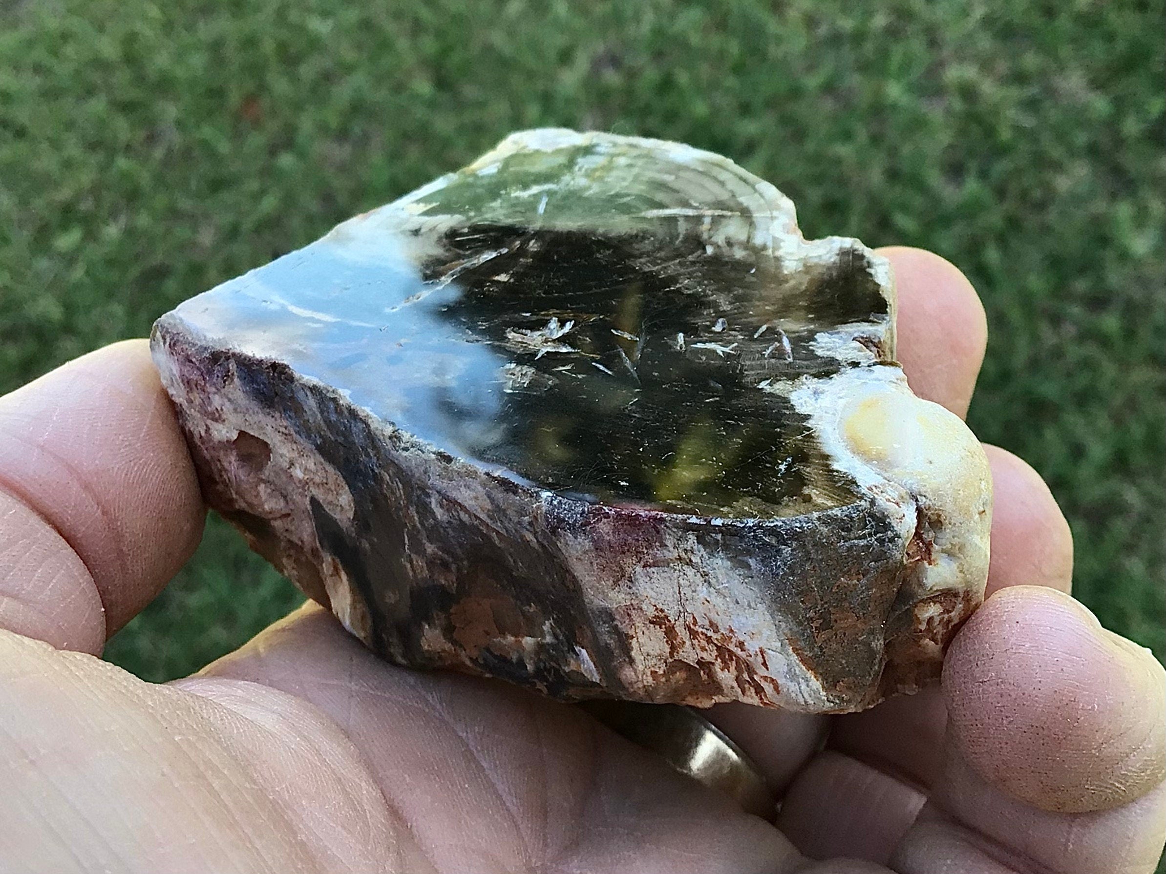 184g Polished Western Australian Peanut Wood Slice 10B