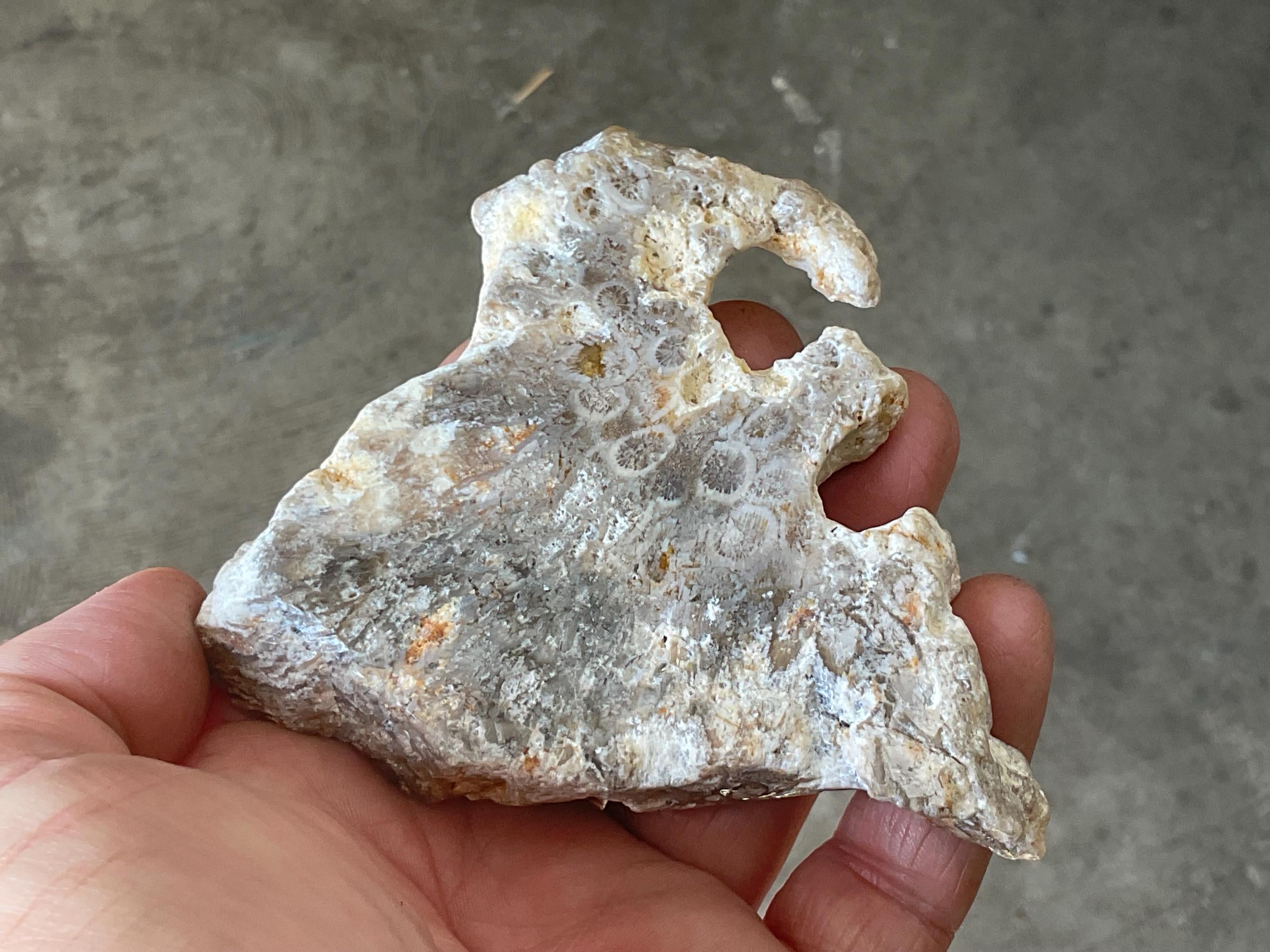 138g Fossilized/Agatised Coral Slab 2B