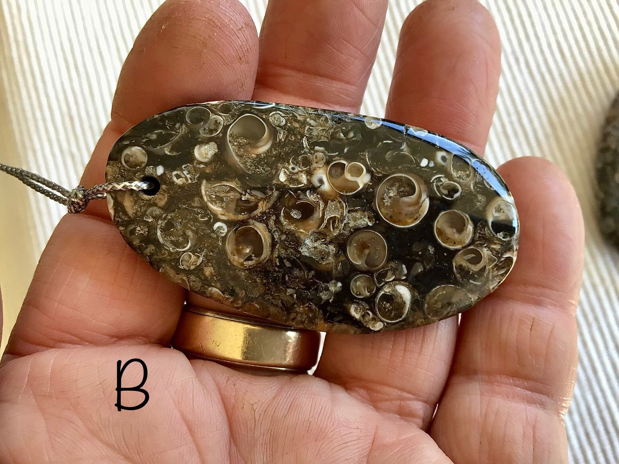 Large Turitella Agate Polished Pendant Group 2