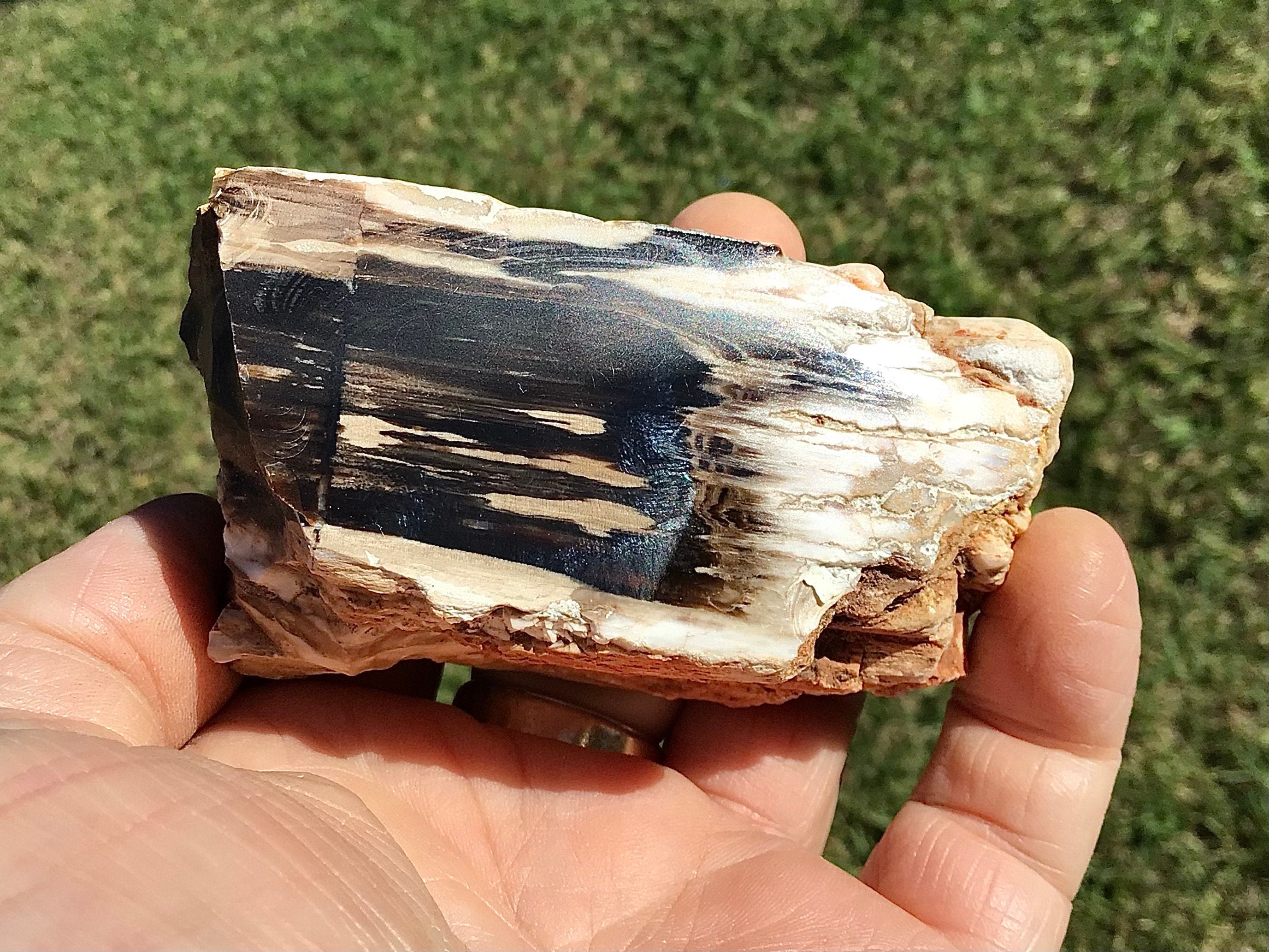 192g Polished Western Australian Peanut Wood Slice 10E