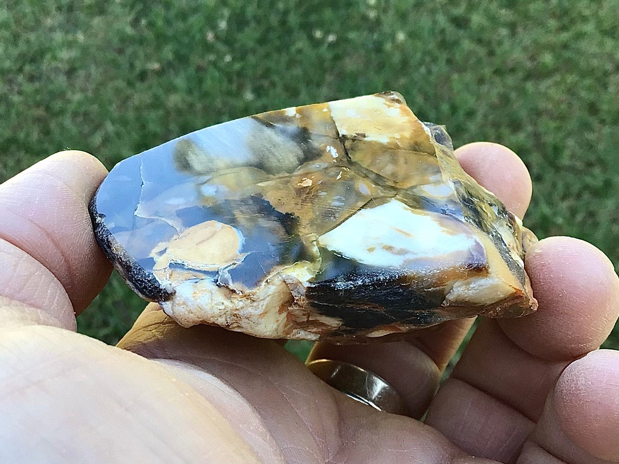 108g Polished Western Australian Peanut Wood Slice 6A