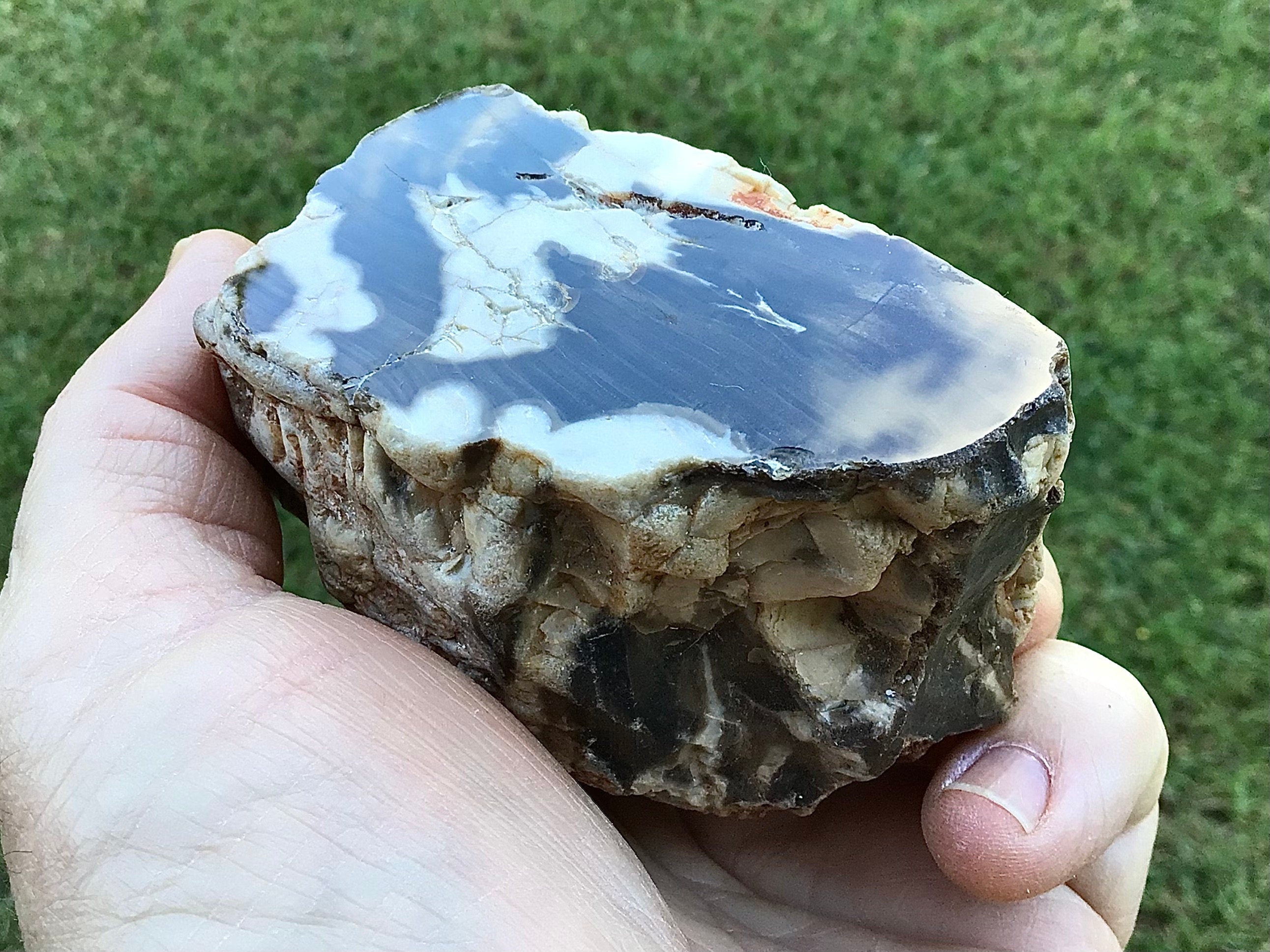 311g Polished Western Australian Peanut Wood Slice 12A