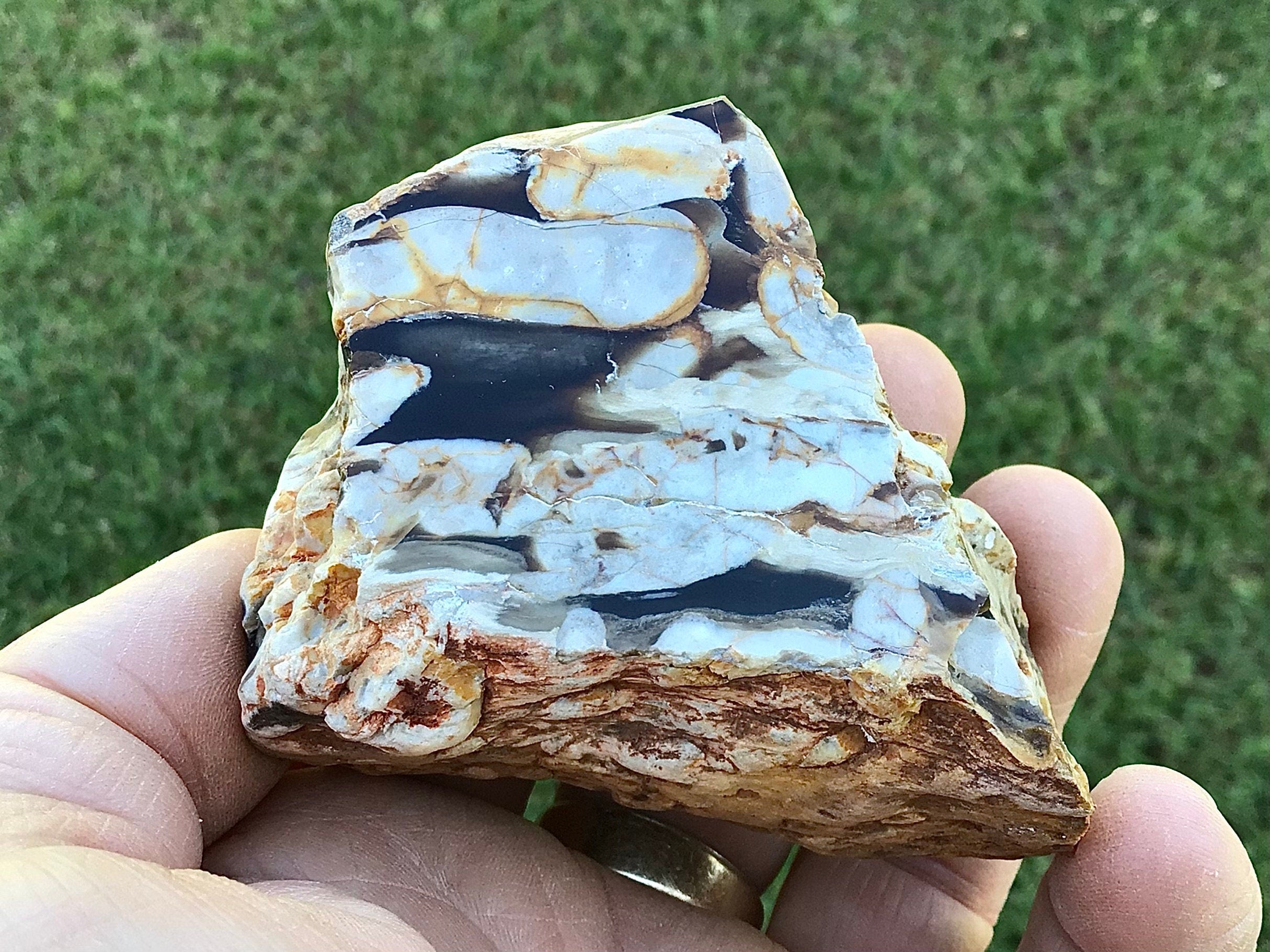 199g Polished Western Australian Peanut Wood Slice 9E