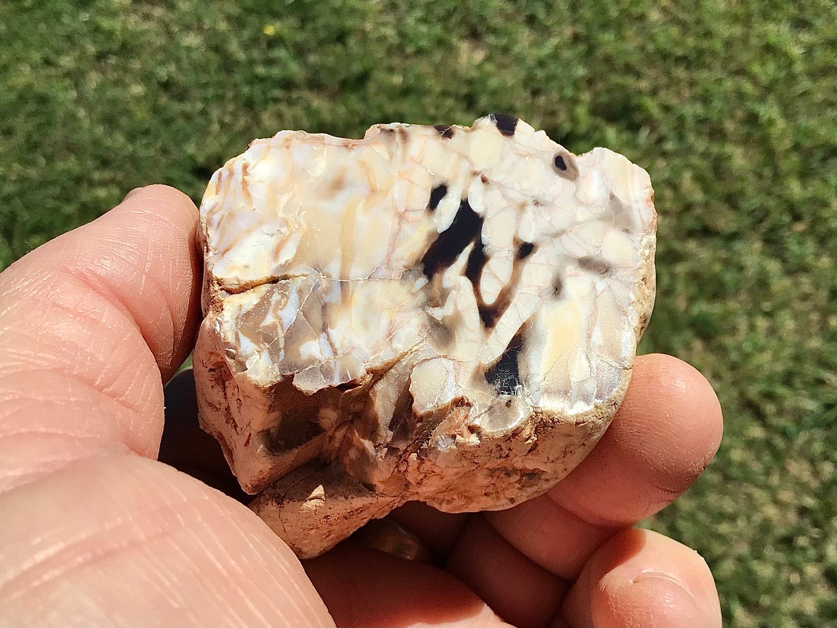 135g Polished Western Australian Peanut Wood Slice 7E