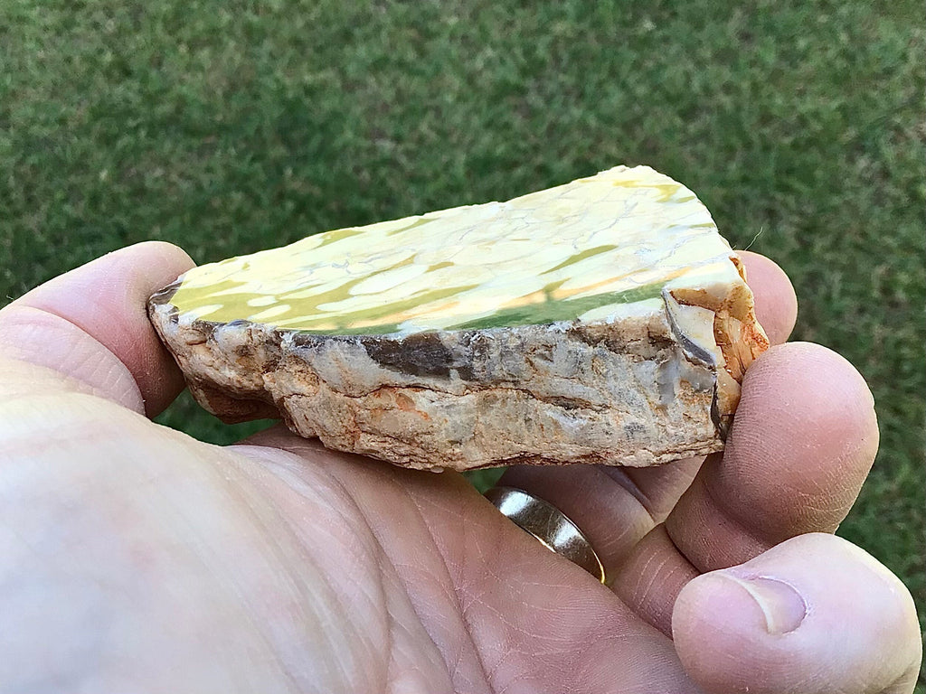 123g Polished Western Australian Peanut Wood Slice 8B